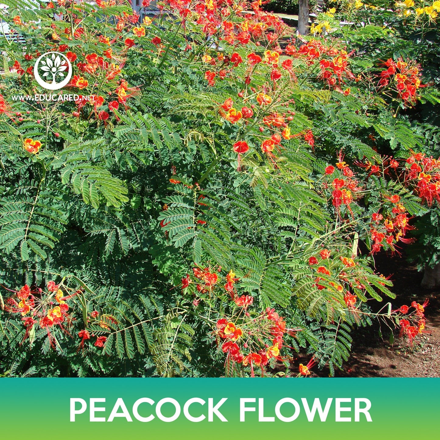 Peacock Flower Seeds, Poinciana