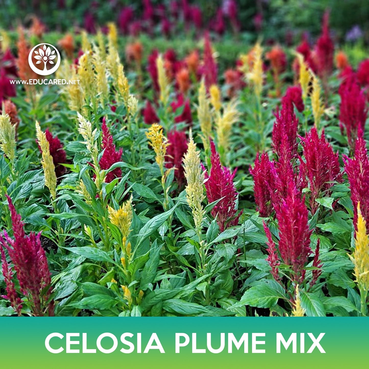 Celosia Plume Flower Mix Seeds