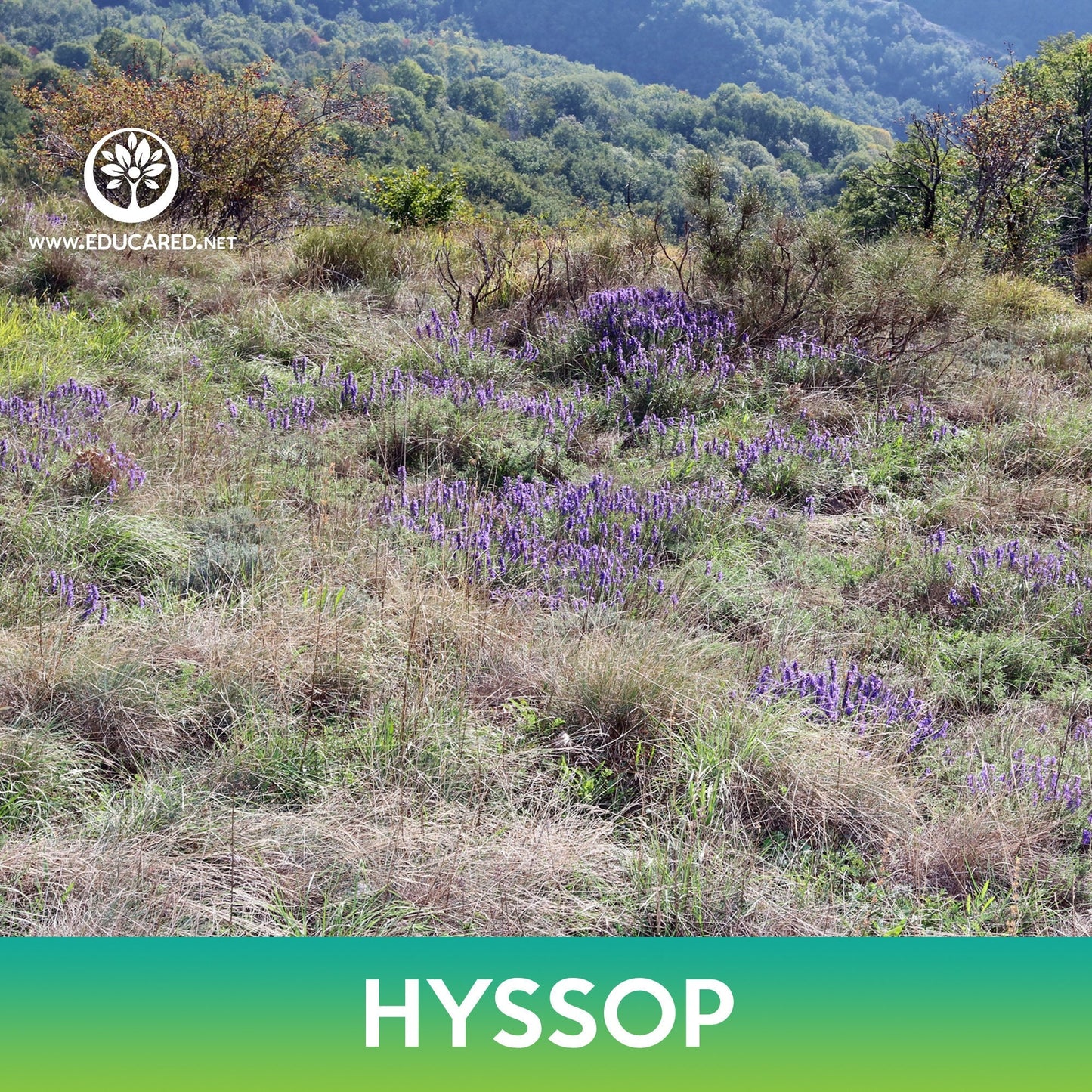 Hyssop Seeds