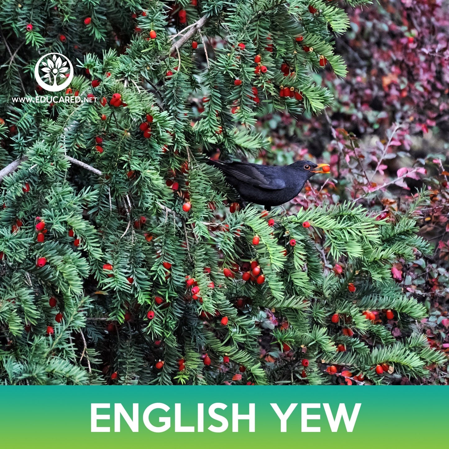 English Yew Tree Seeds, Common Yew