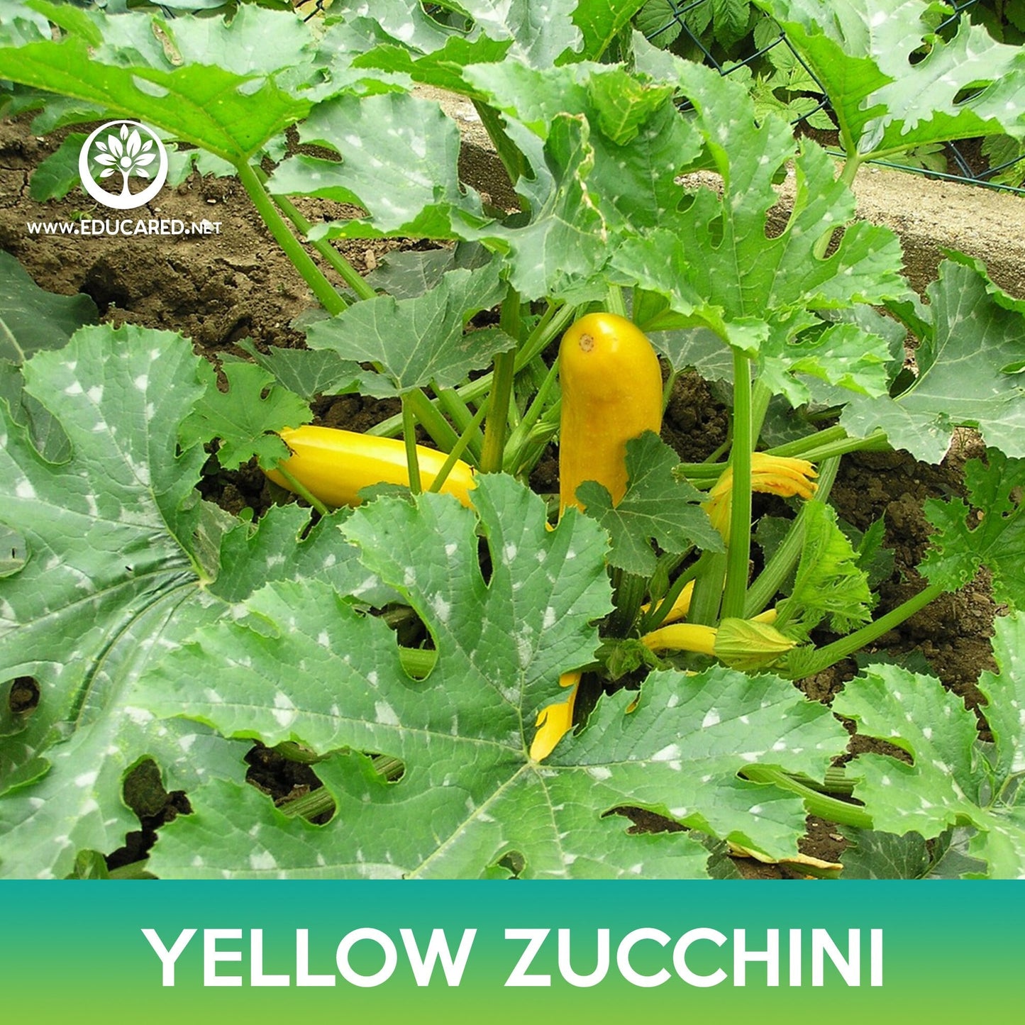 Yellow Zucchini Seeds