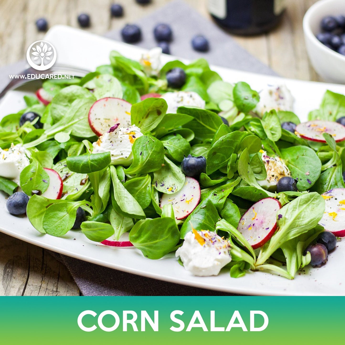 Corn Salad Seeds, Lamb's lettuce