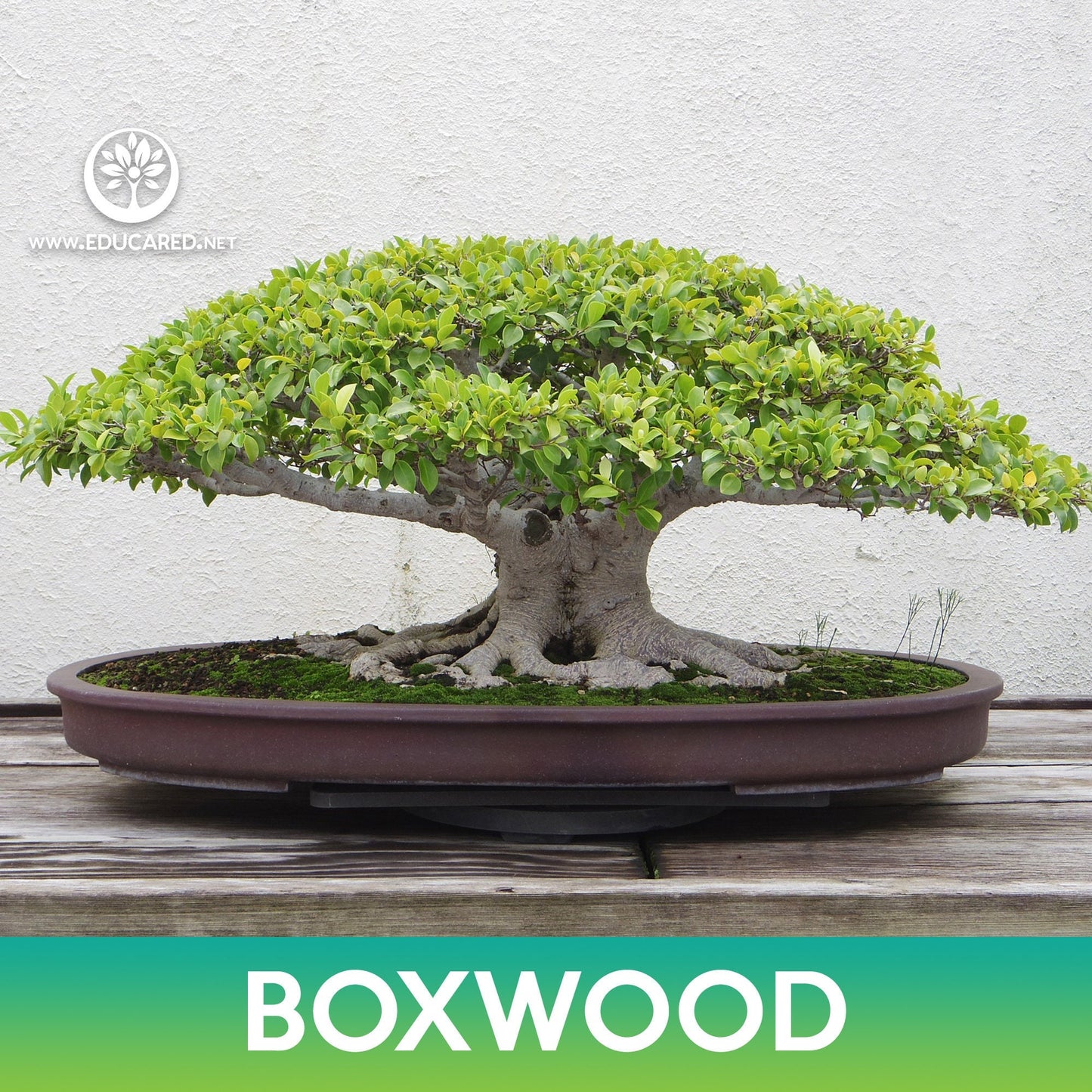 Chinese Boxwood Seeds