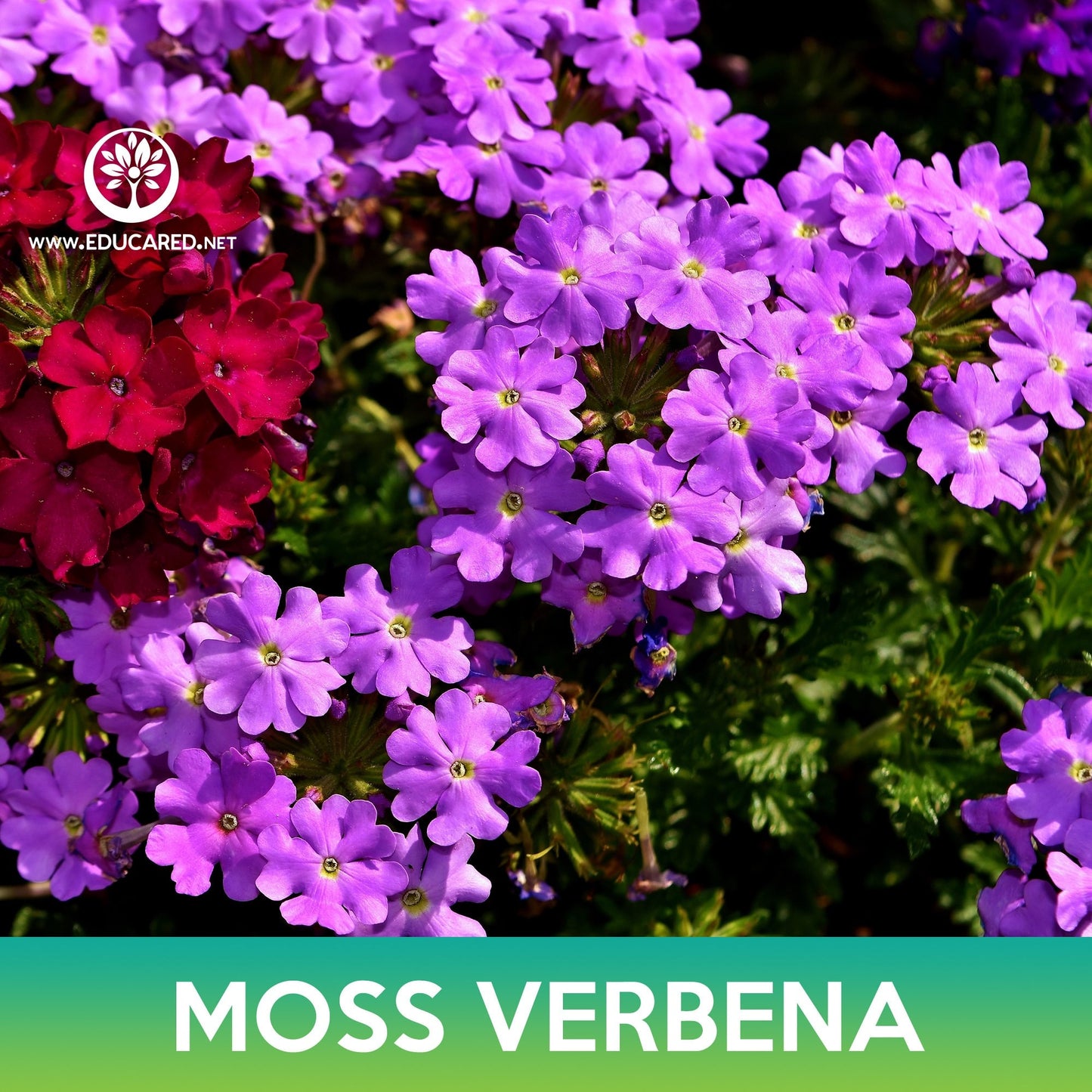 Moss Verbena Flower Seeds