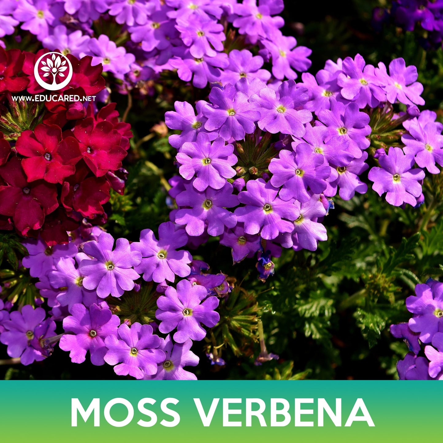 Moss Verbena Flower Seeds, Verbena Tenuisecta