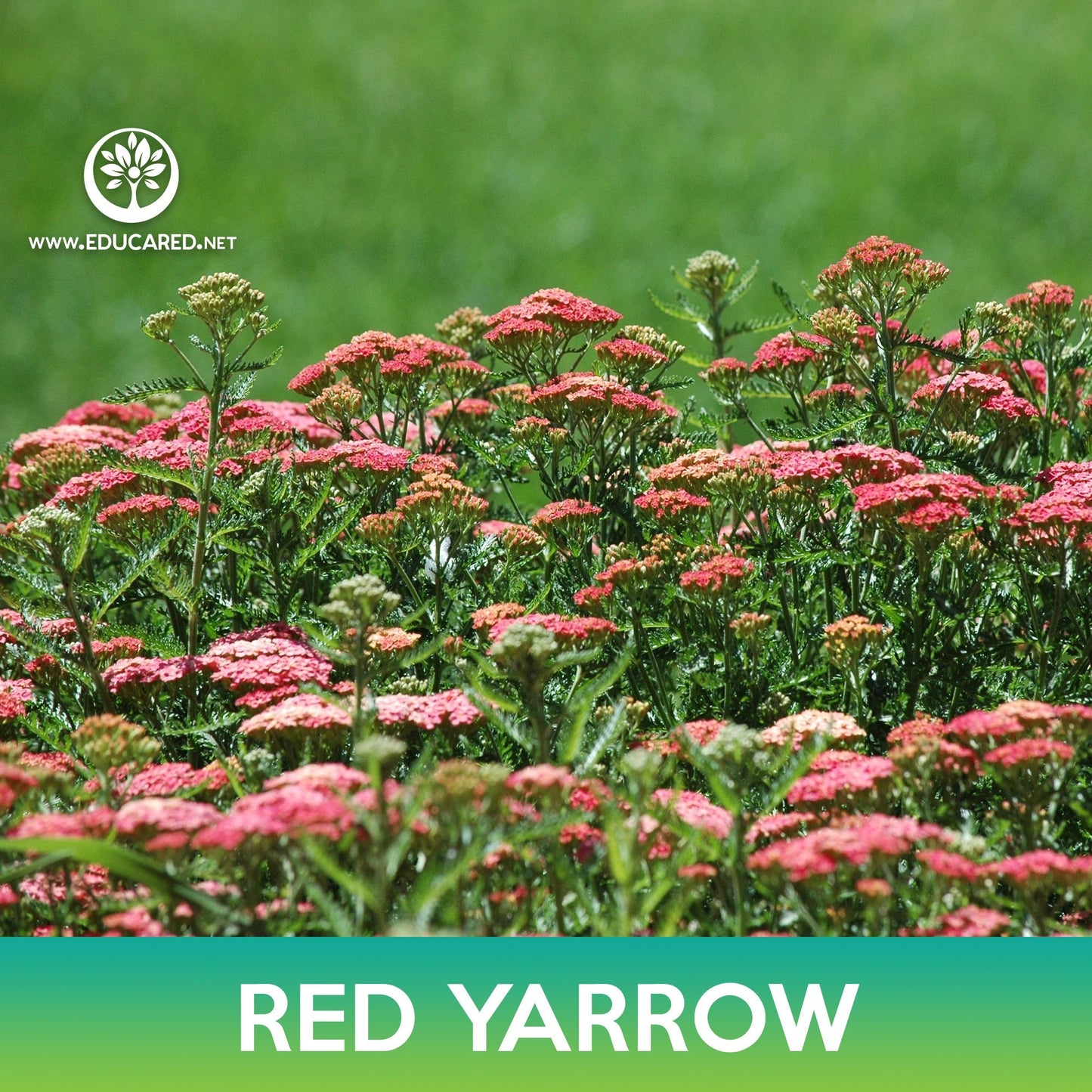 Red Yarrow Flower Seeds
