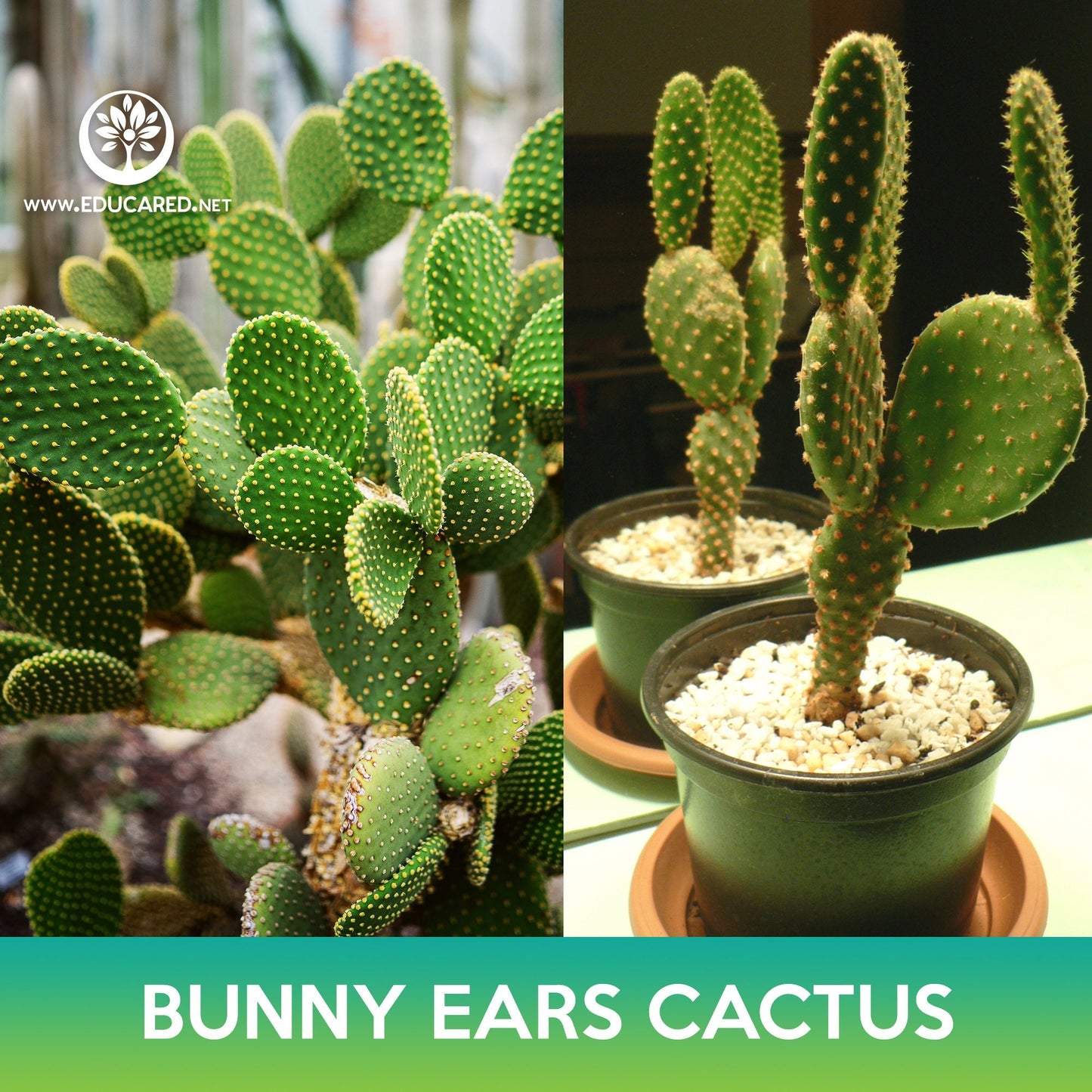 Bunny Ears Cactus Seeds