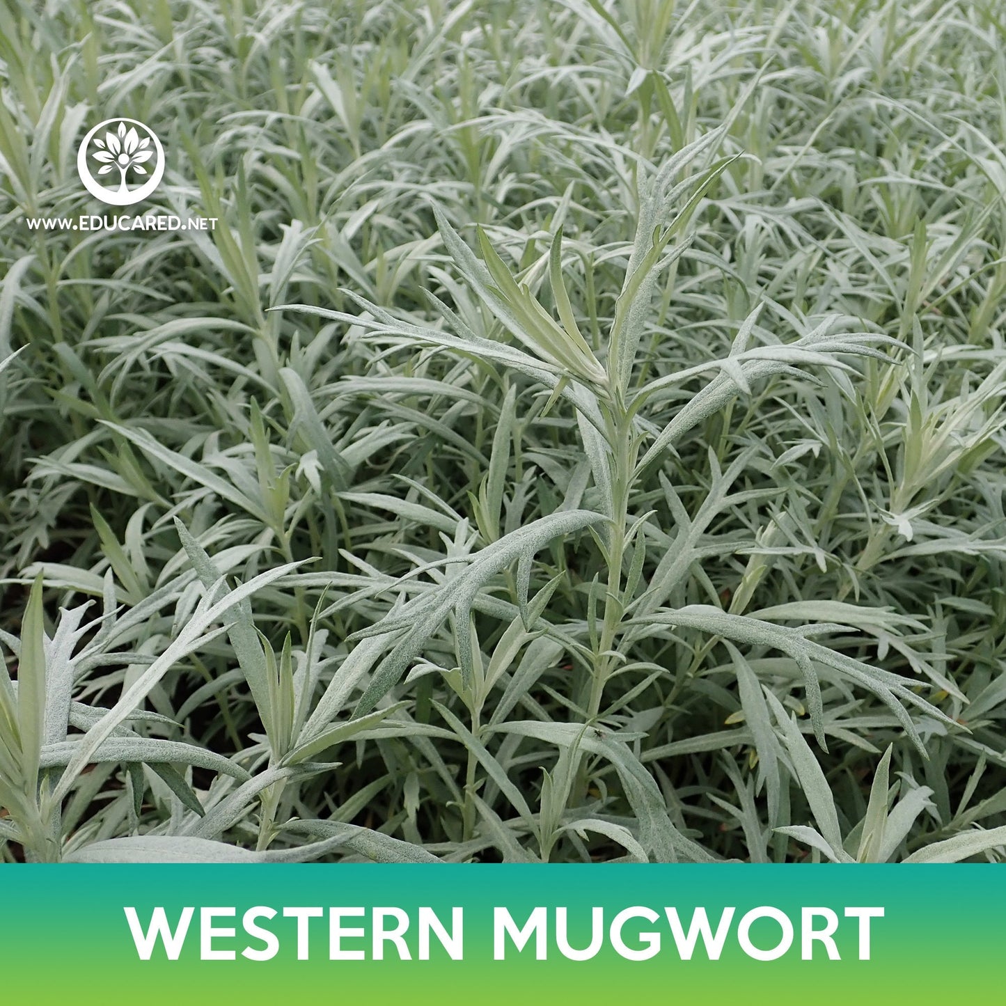 Western Mugwort Seeds, Prairie Sage