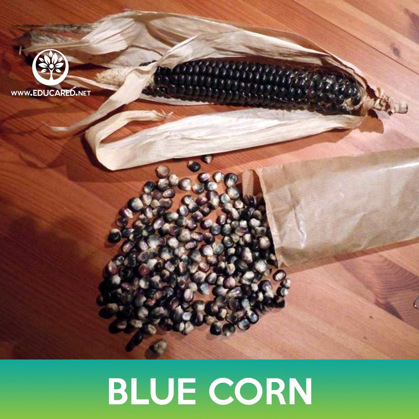 Blue Corn Seeds