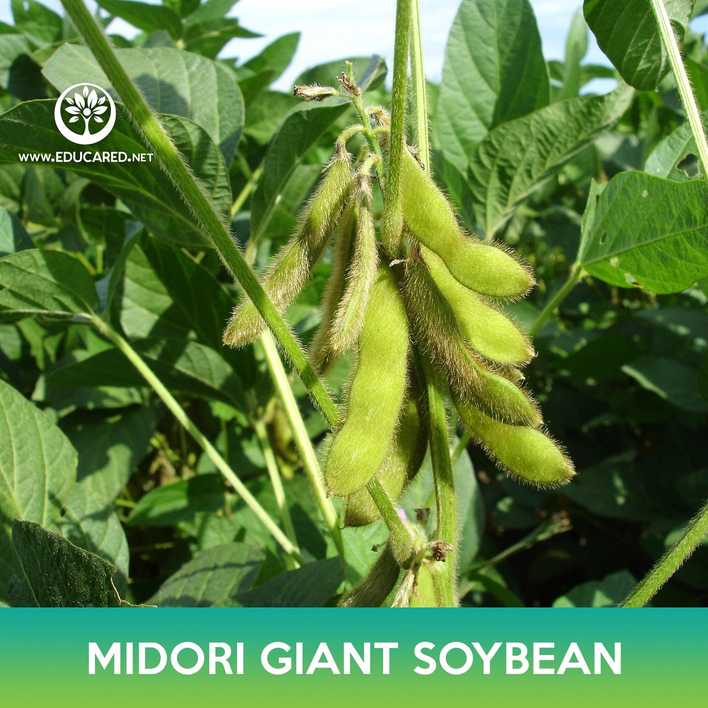 Midori Giant Soybean Seeds