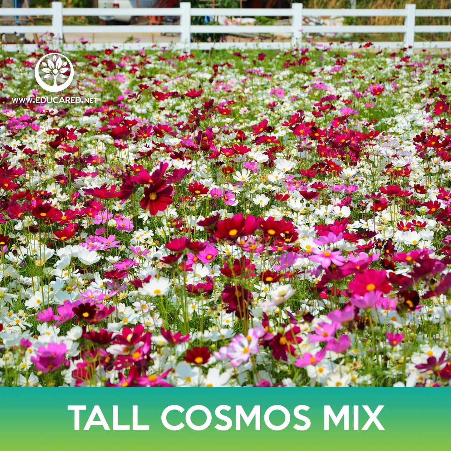 Tall Cosmos Flower Mix Seeds, Mexican Aster, Cosmo bipinnatus