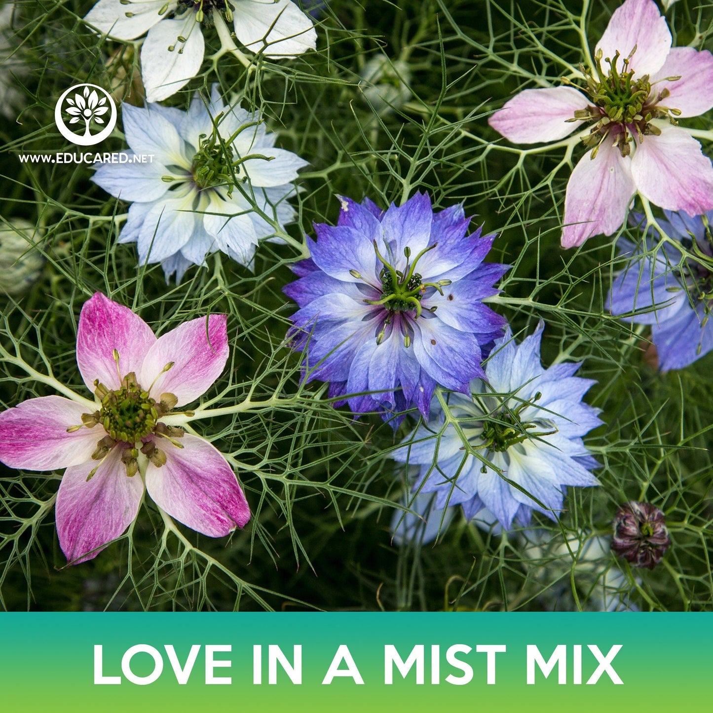 Love-In-A-Mist Flower Mix Seeds, Nigella damascena