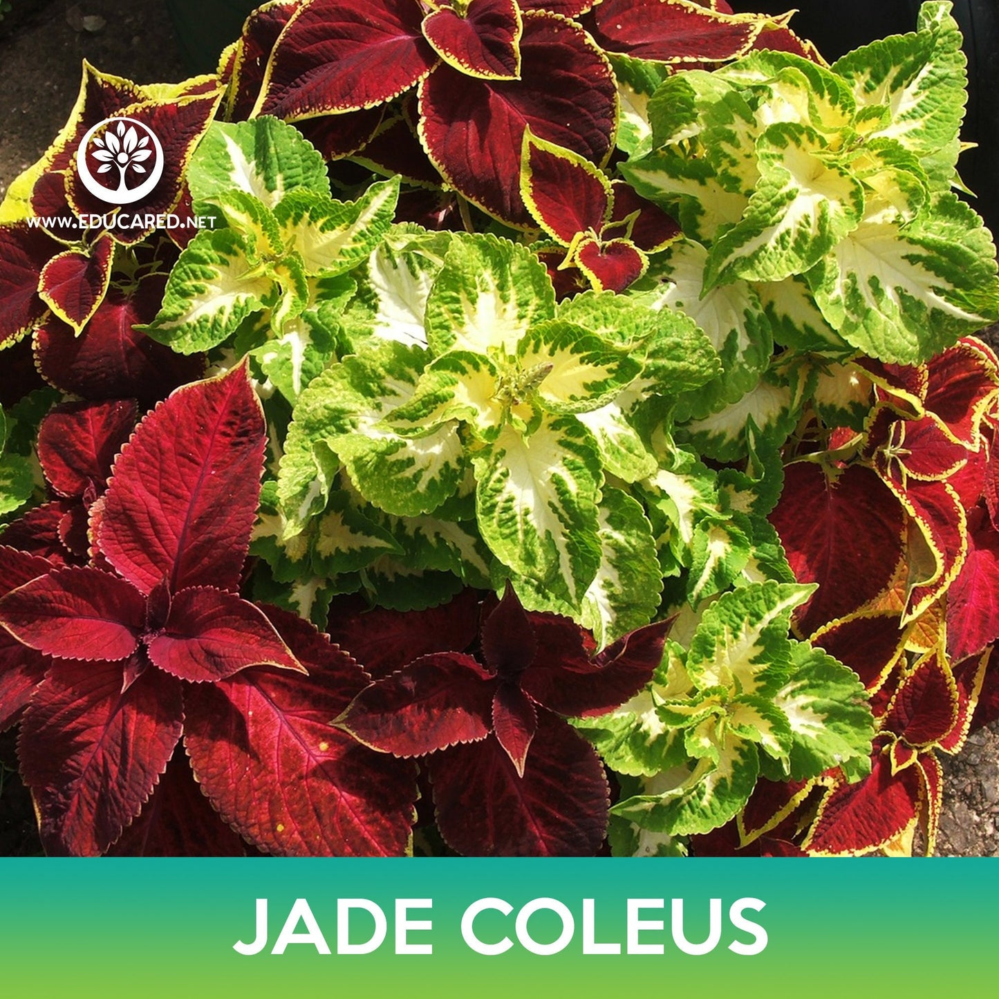 Jade Coleus Seeds