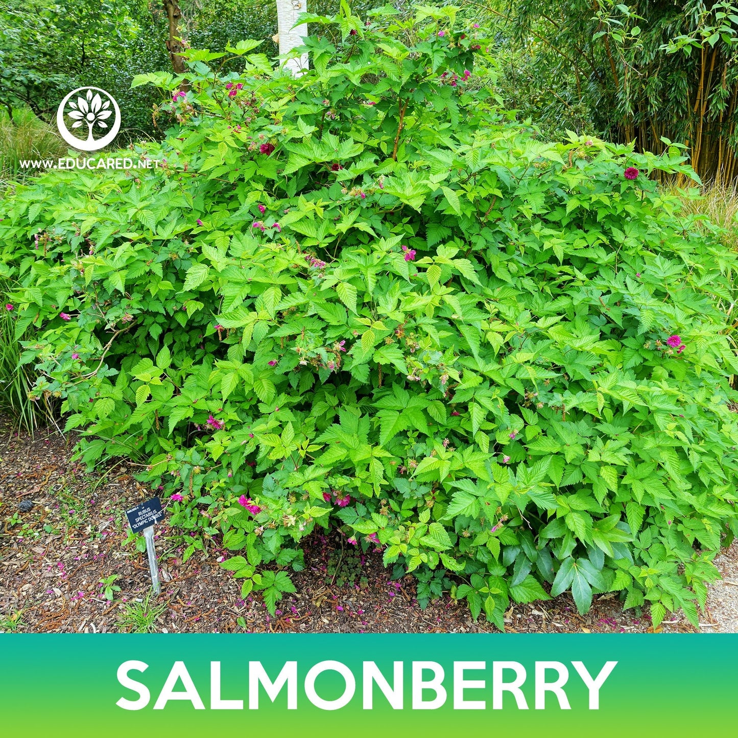 Salmonberry Seeds