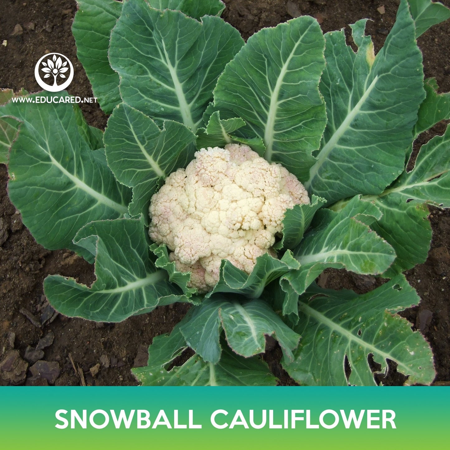 Snowball Cauliflower Seeds