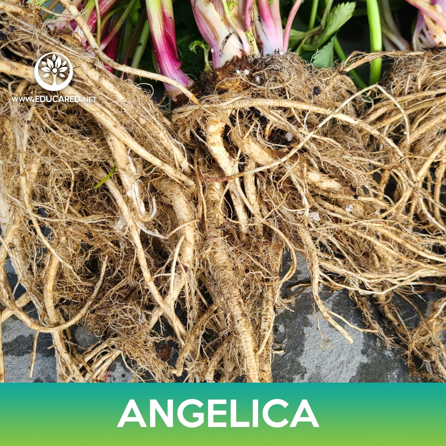 Angelica Seeds