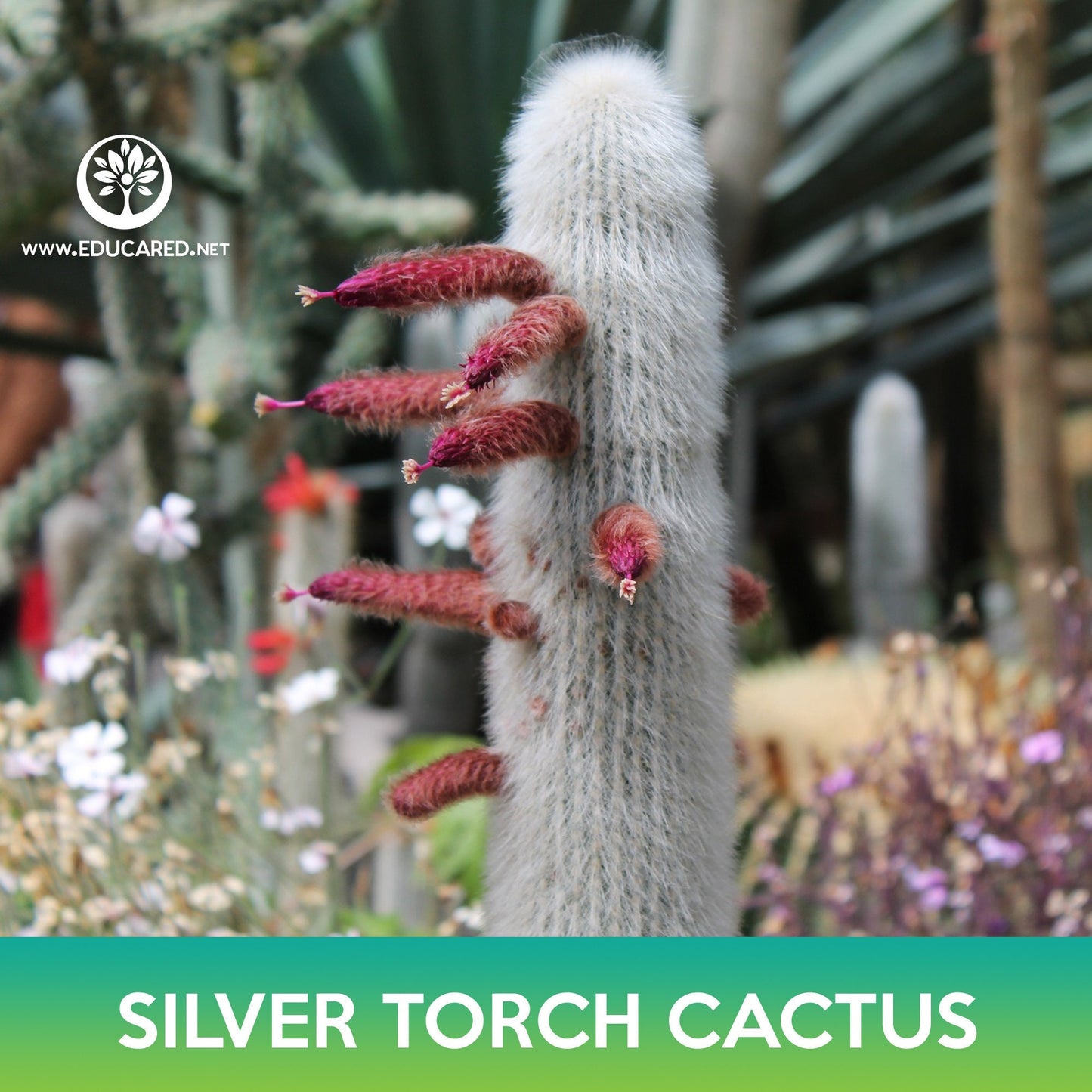 Silver Torch Cactus Seeds, Wooly Torch, Cleistocactus strausii