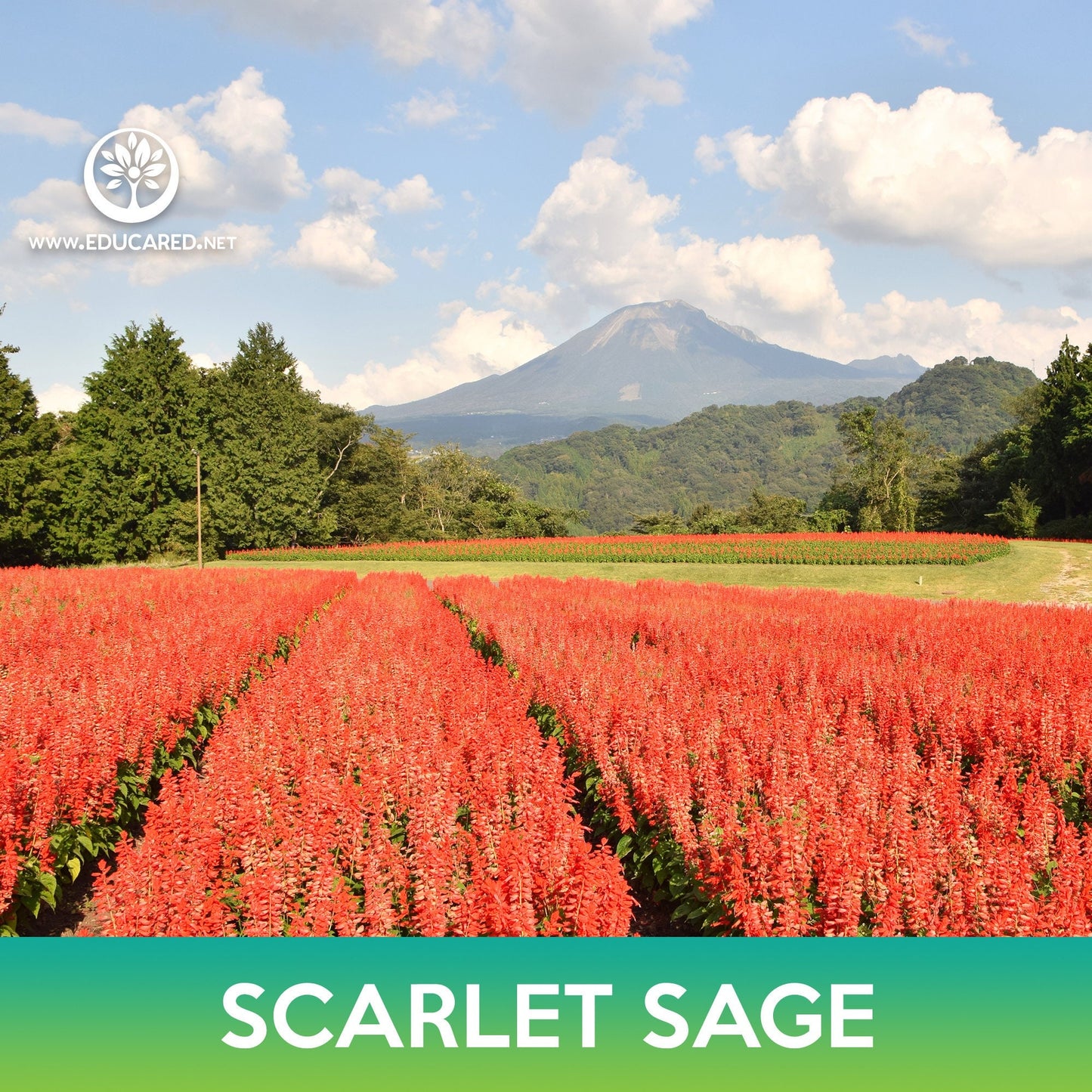 Scarlet Sage Seeds, Blood Sage