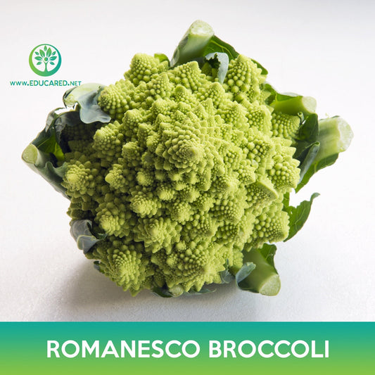 Romanesco Broccoli Seeds