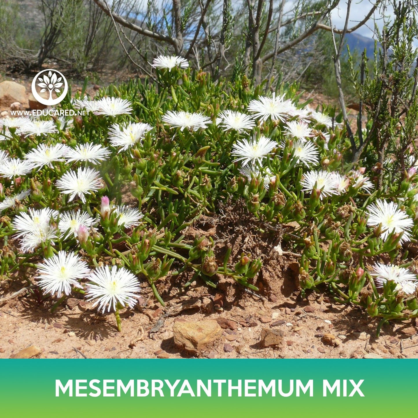 Mesembryanthemum Succulent Mix Seeds