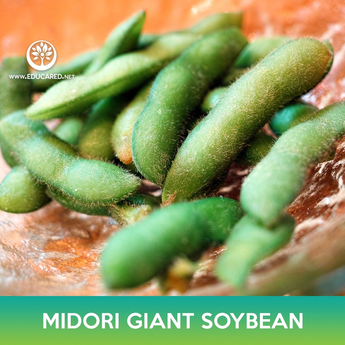 Midori Giant Soybean Seeds