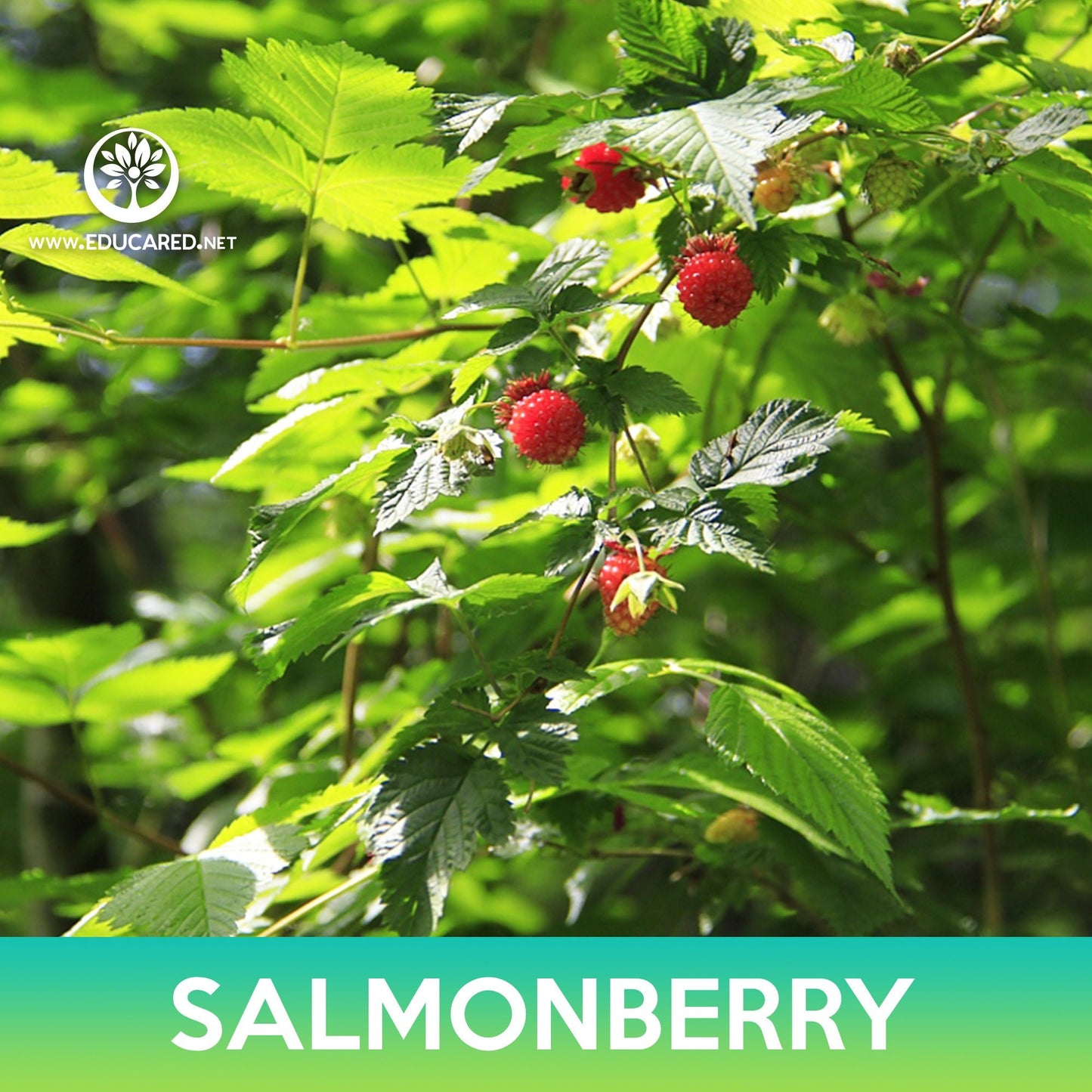Salmonberry Seeds