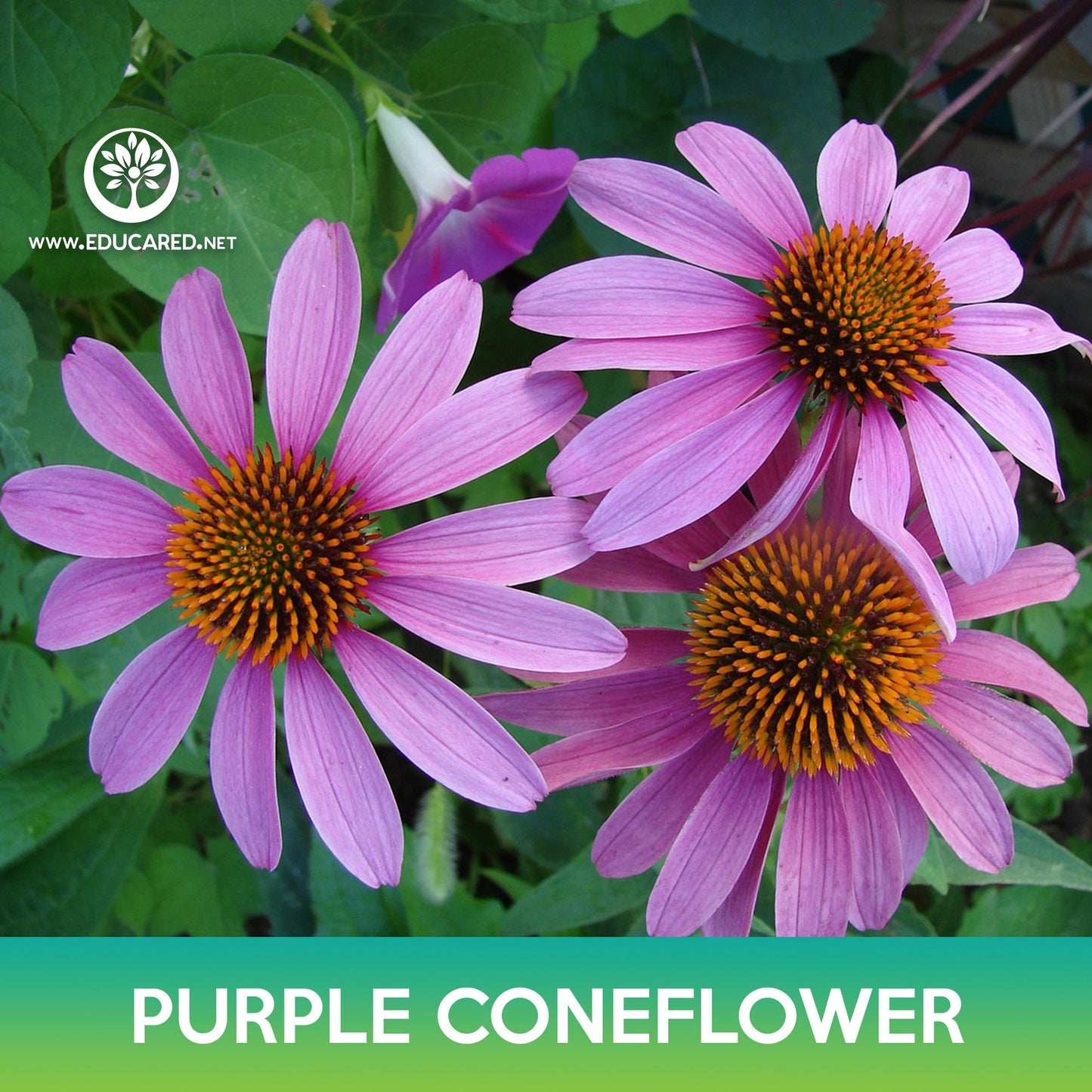 Purple Coneflower Seeds