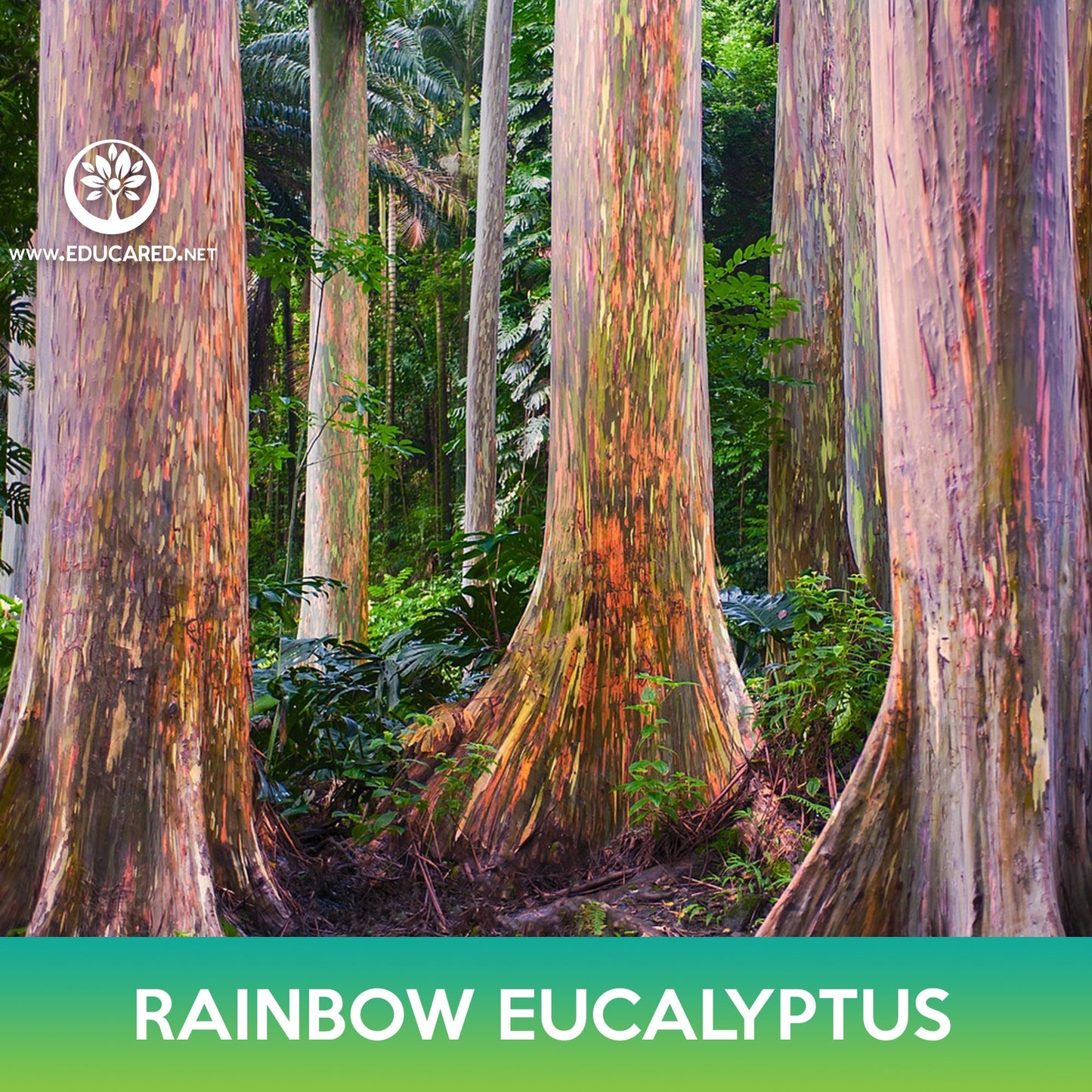 Rainbow Eucalyptus Seeds, Eucalyptus deglupta