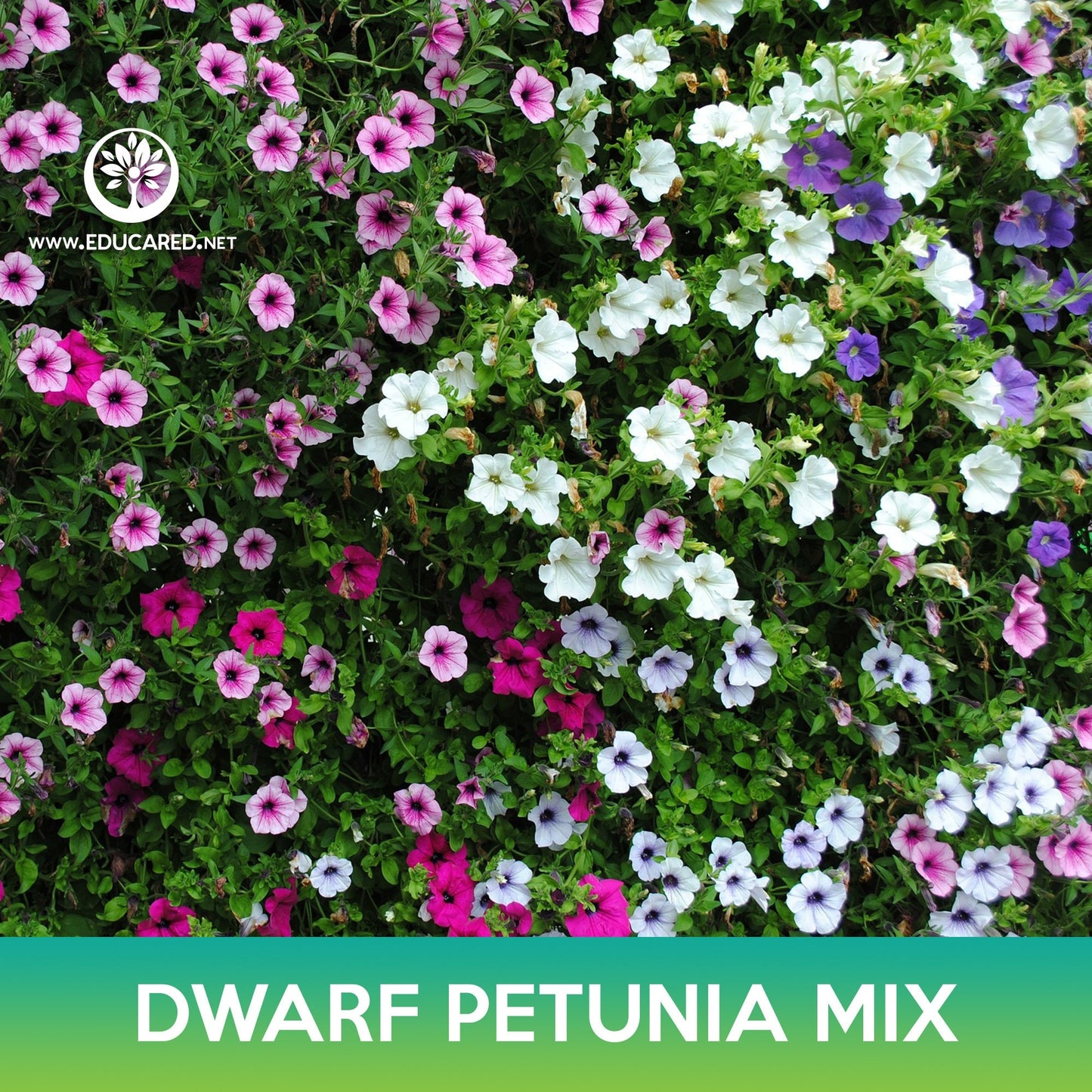 Dwarf Petunia Mix Seeds, Petunia nana compacta