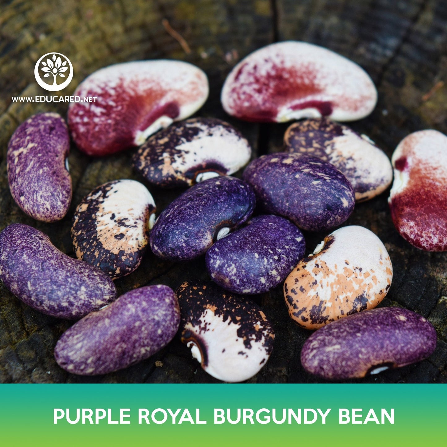 Purple Royal Burgundy Bean Seeds