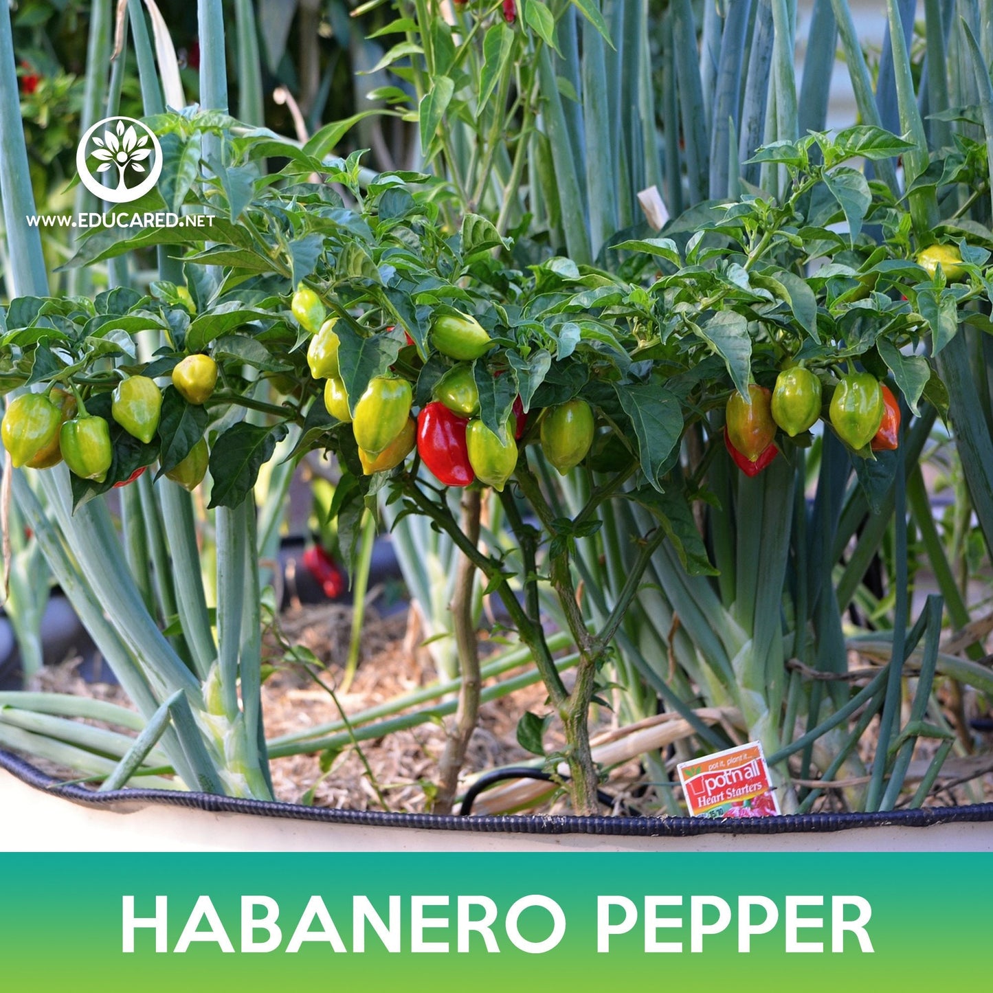 Habanero Pepper Seeds