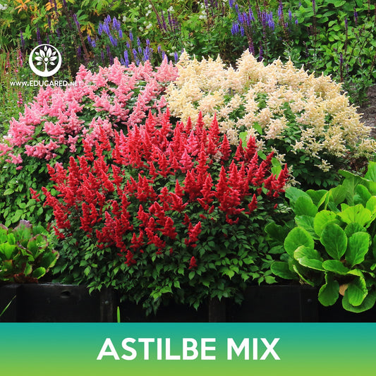 Astilbe Flower Mix Seeds, Astilbe Arendsii Bunter