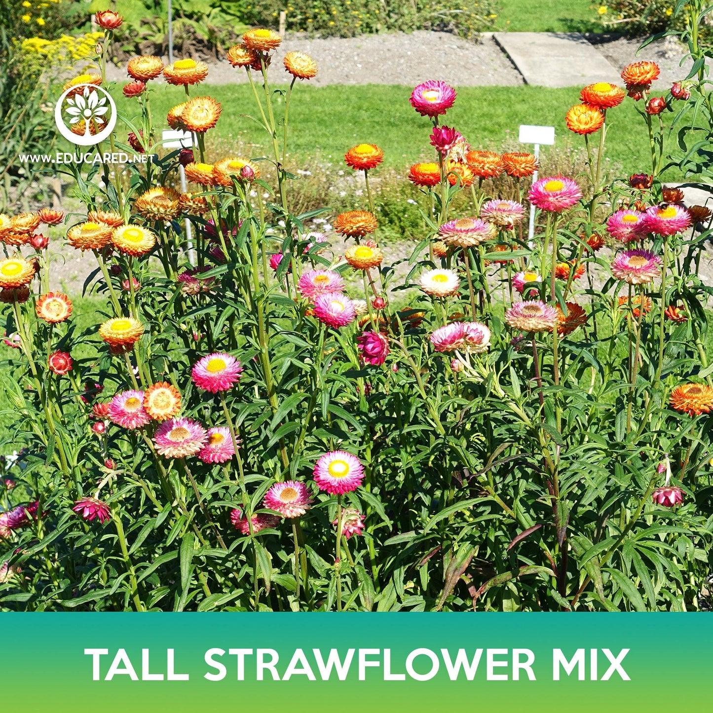 Tall Strawflower Mix Seeds