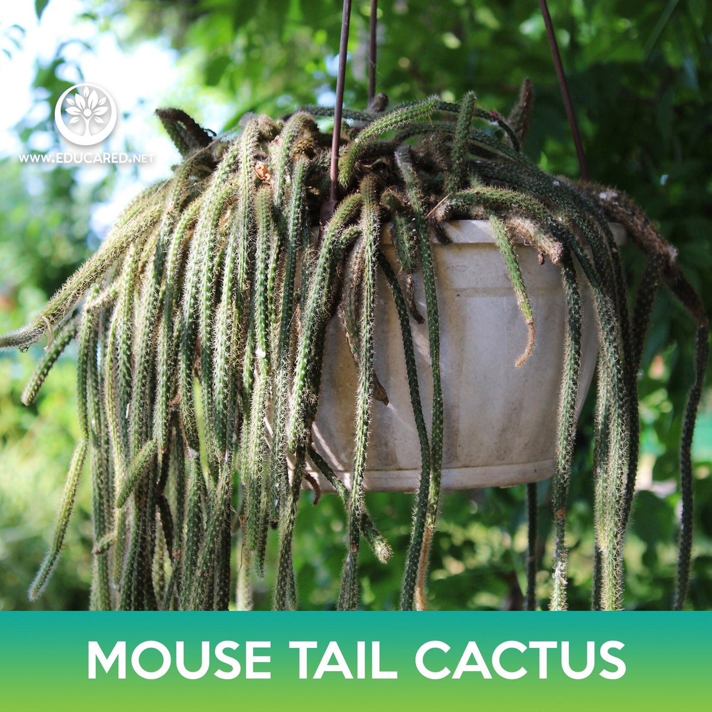 Mouse Tail Cactus Seeds, Rhipsalis horrida madagascar