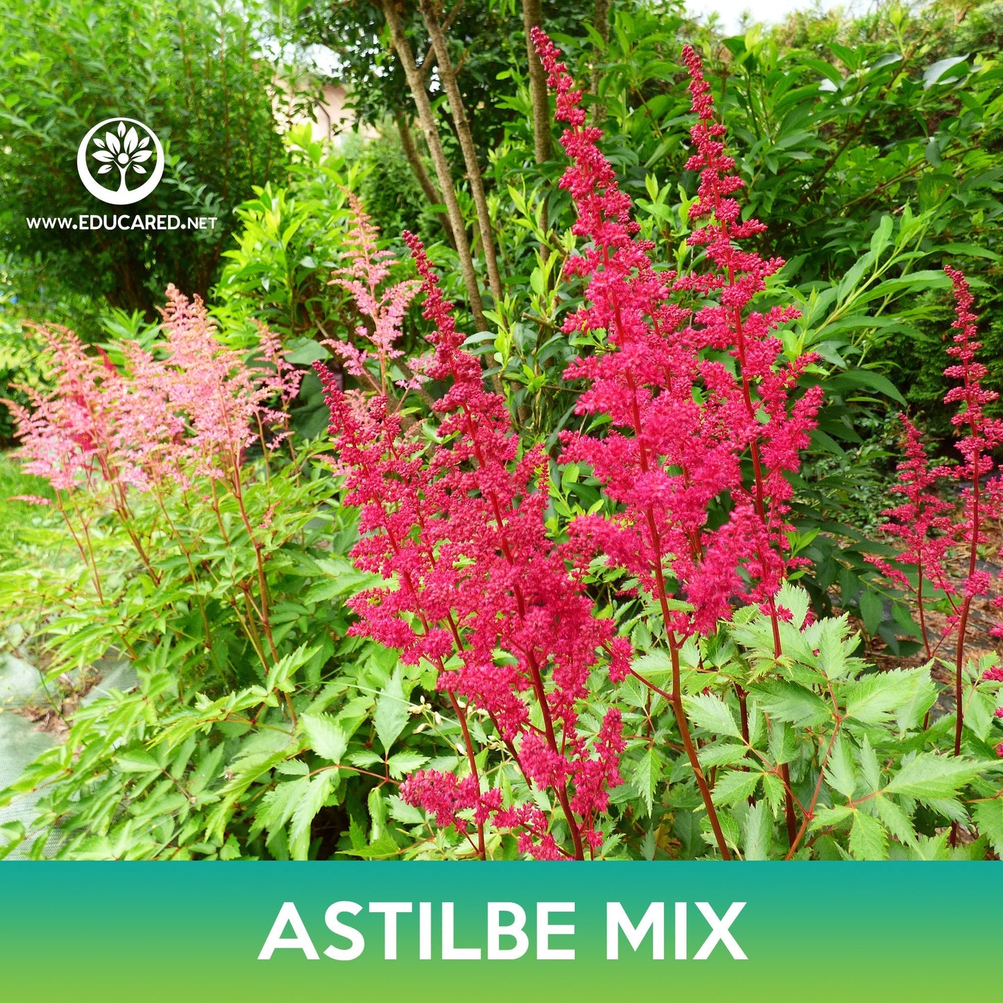 Astilbe Flower Mix Seeds