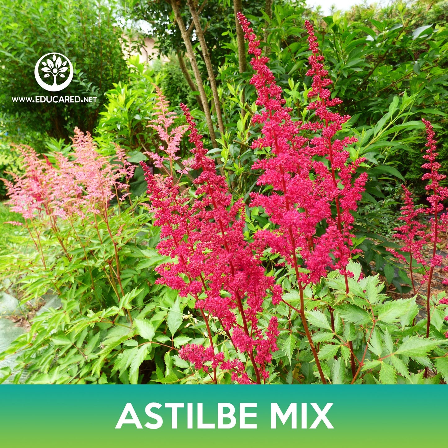 Astilbe Flower Mix Seeds, Astilbe Arendsii Bunter