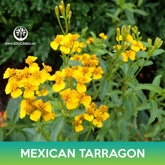 Mexican Tarragon Seeds