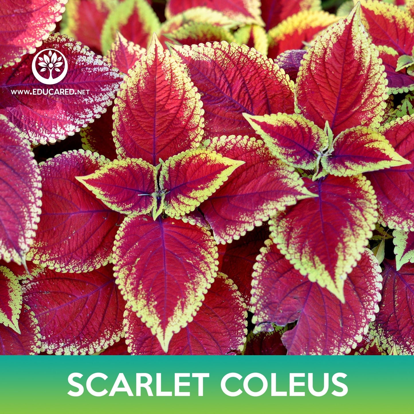 Scarlet Coleus Seeds