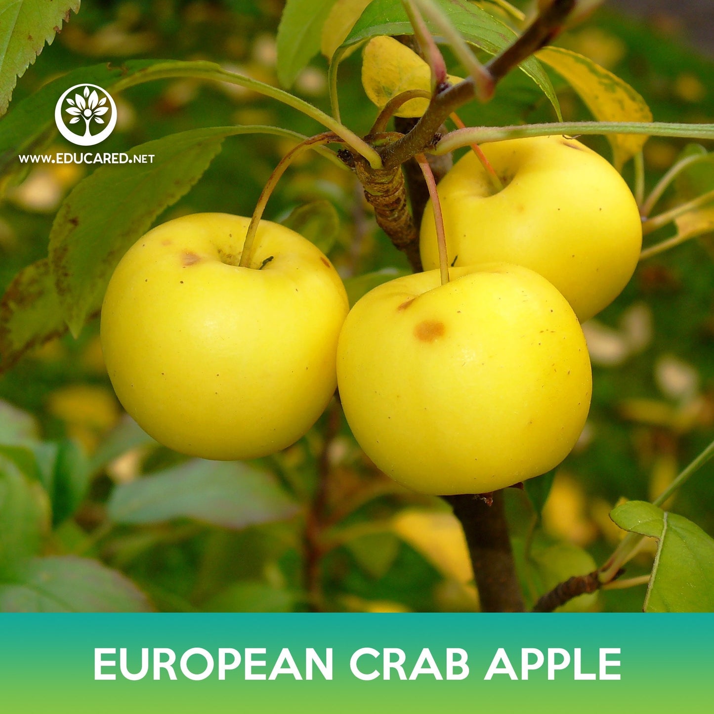 European Crab Apple Seeds, Wild Crab Apple, Malus sylvestris