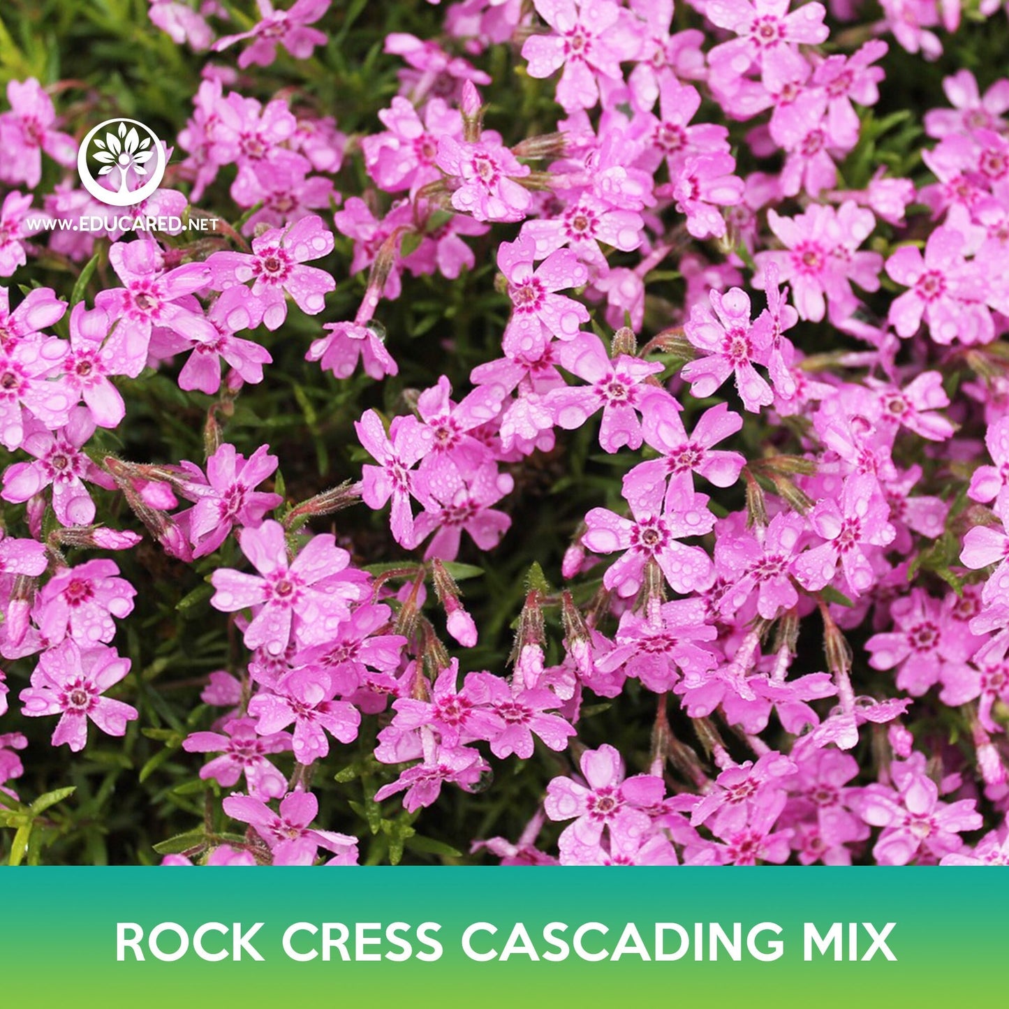 Rock Cress Cascading Mix Seeds, Aubrieta Hybrida Superbissima Cascade