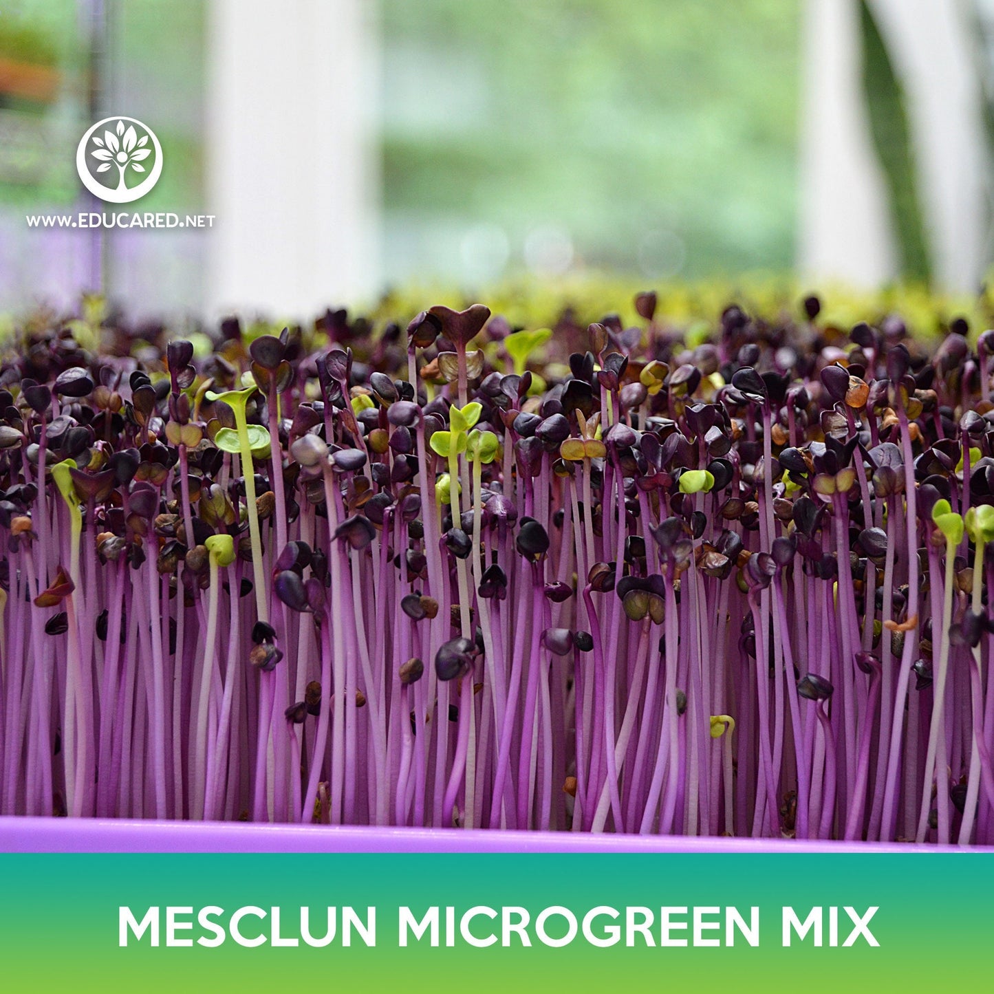 Mesclun Microgreen Mix Seeds