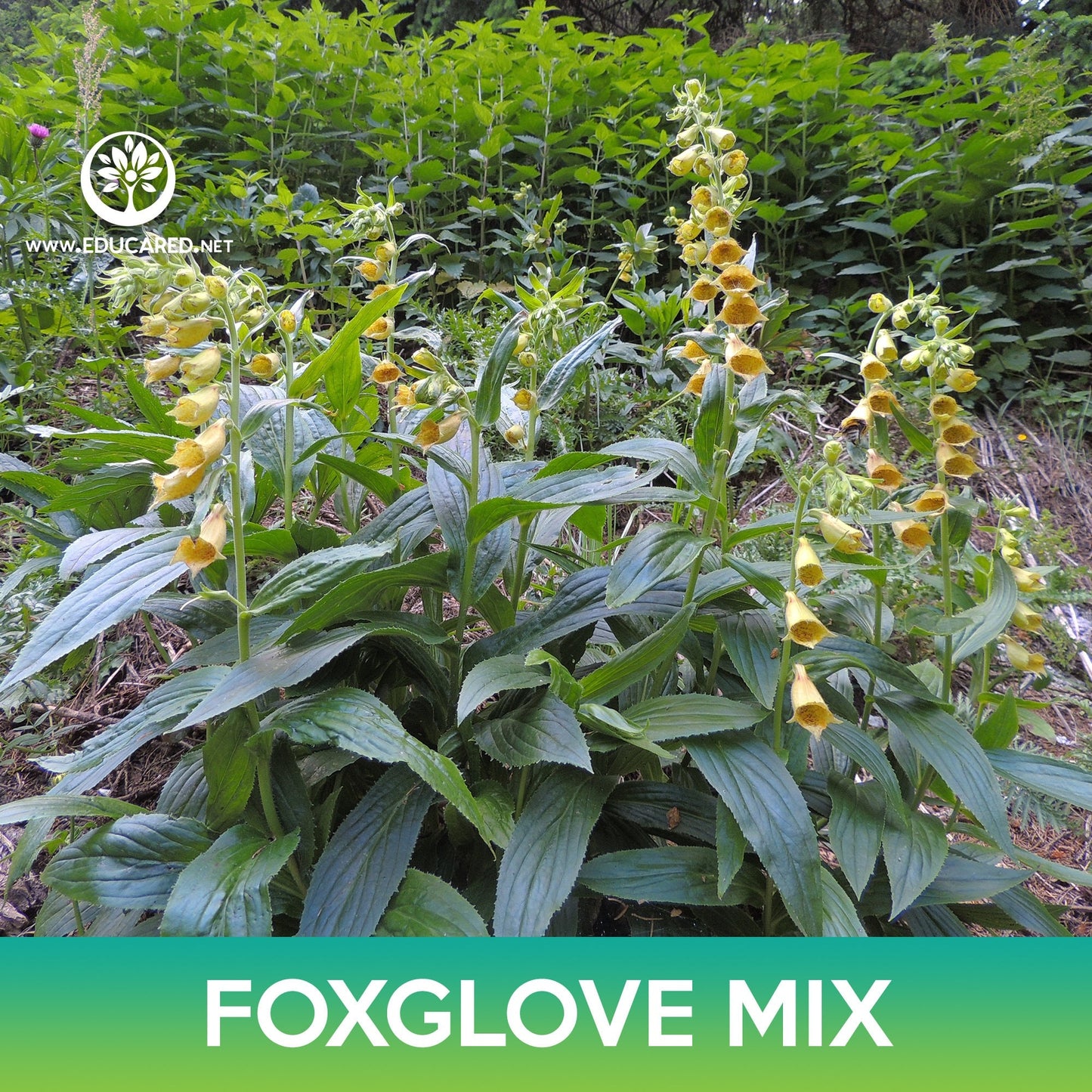 Foxglove Flower Mix Seeds