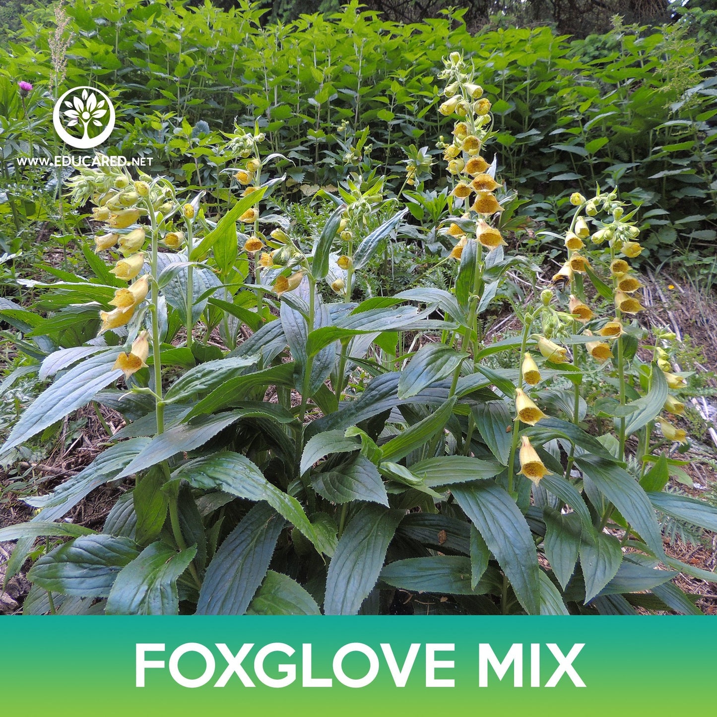 Foxglove Flower Mix Seeds, Digitalis purpurea