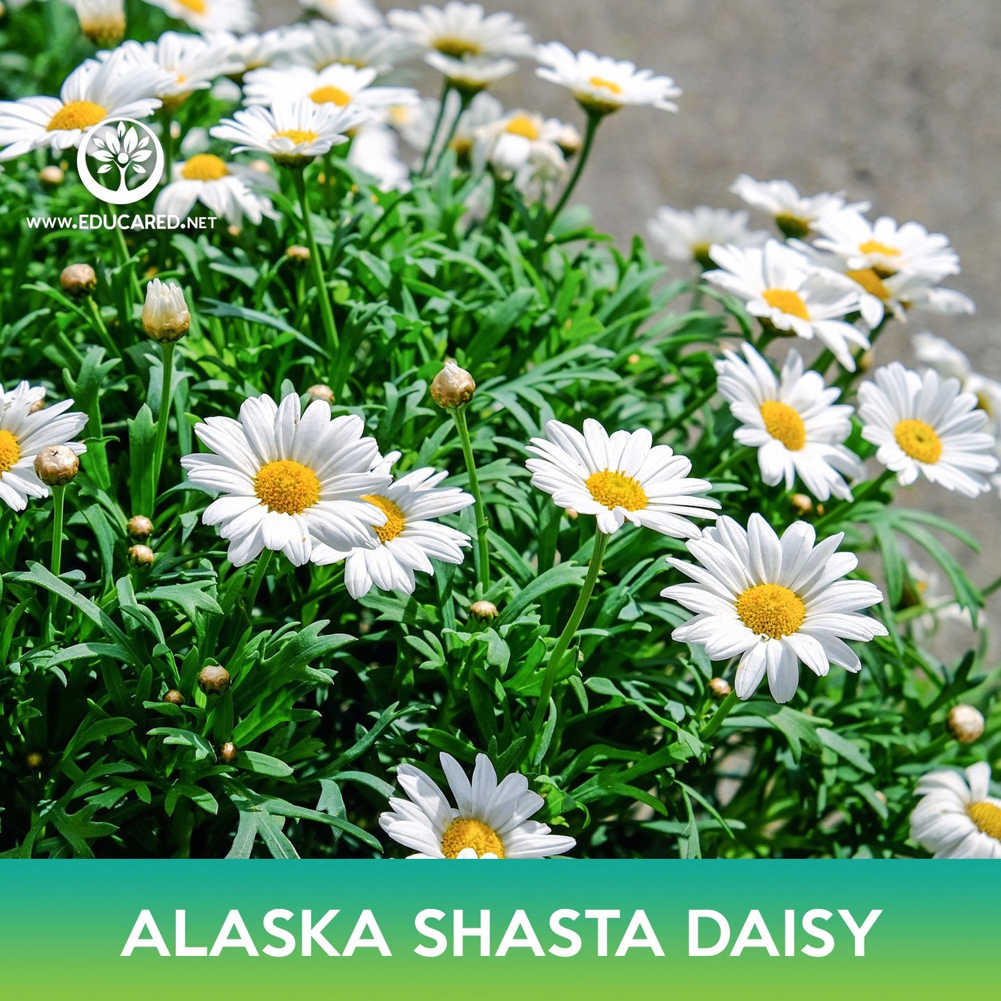 Alaska Shasta Daisy Flower Seeds