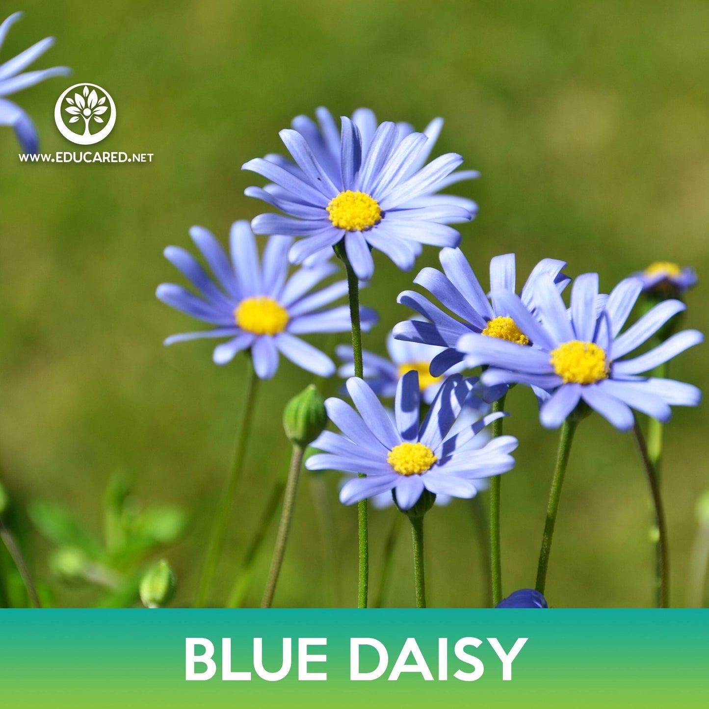 Blue Daisy Seeds