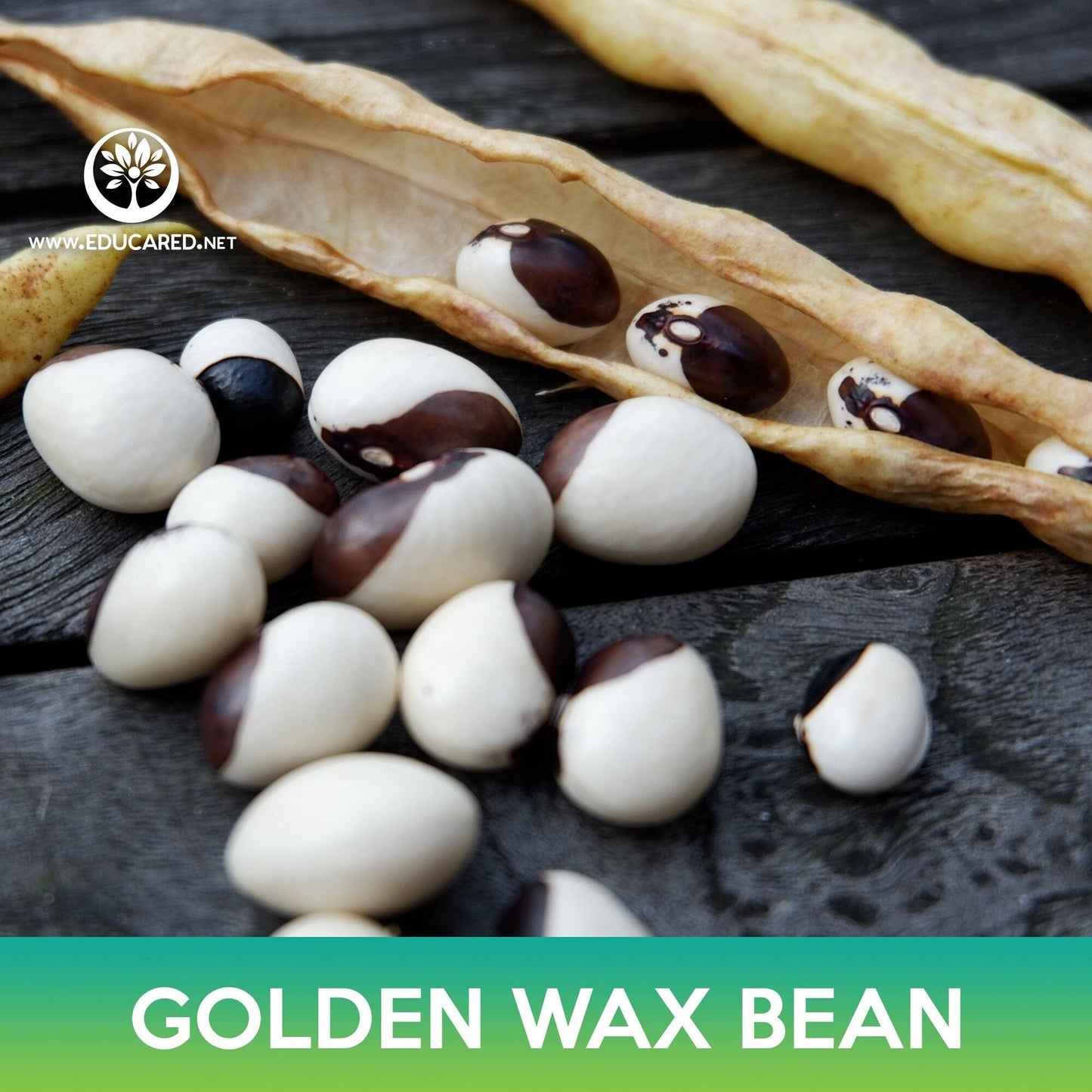 Golden Wax Bean Seeds, Topnotch