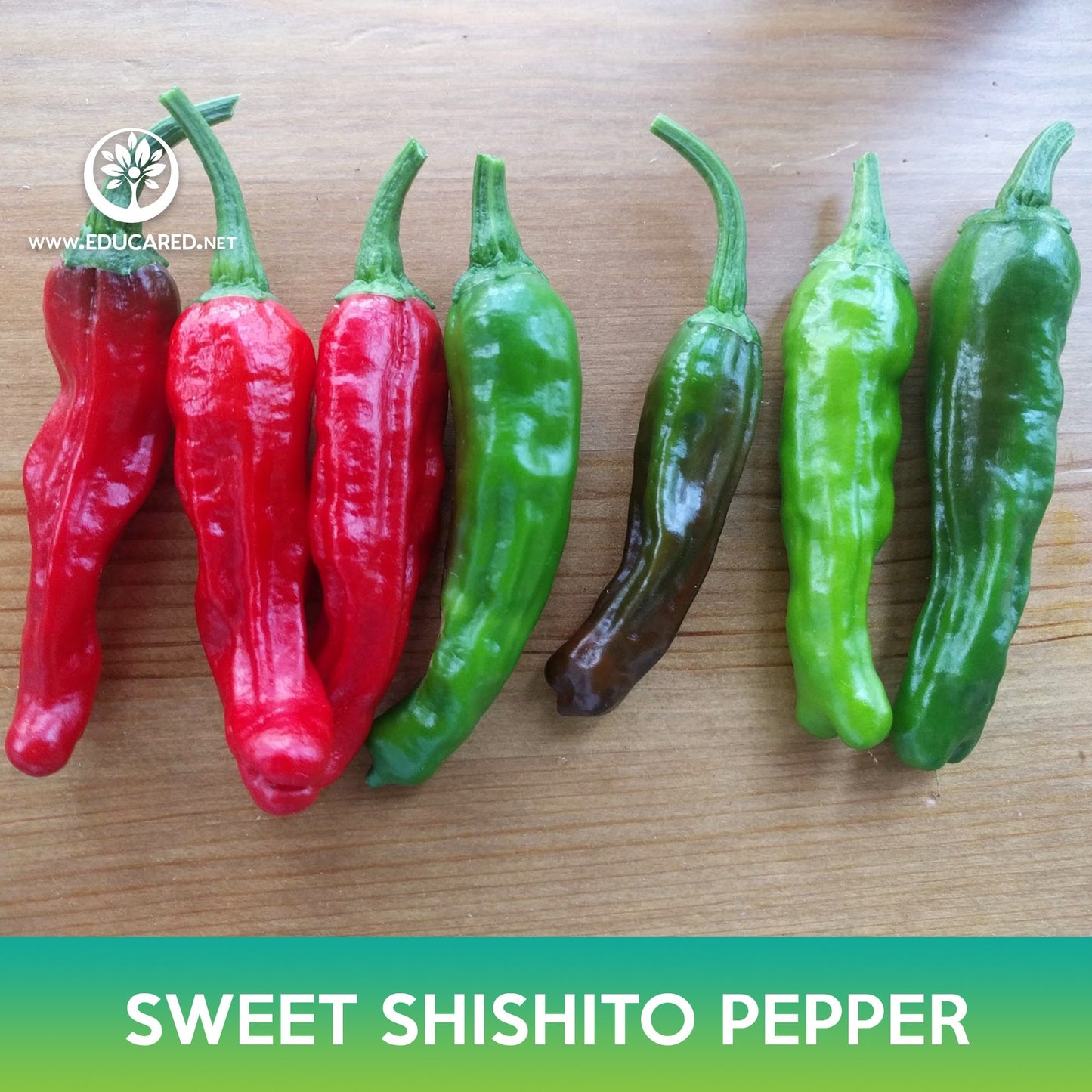 Sweet Shishito Pepper Seeds