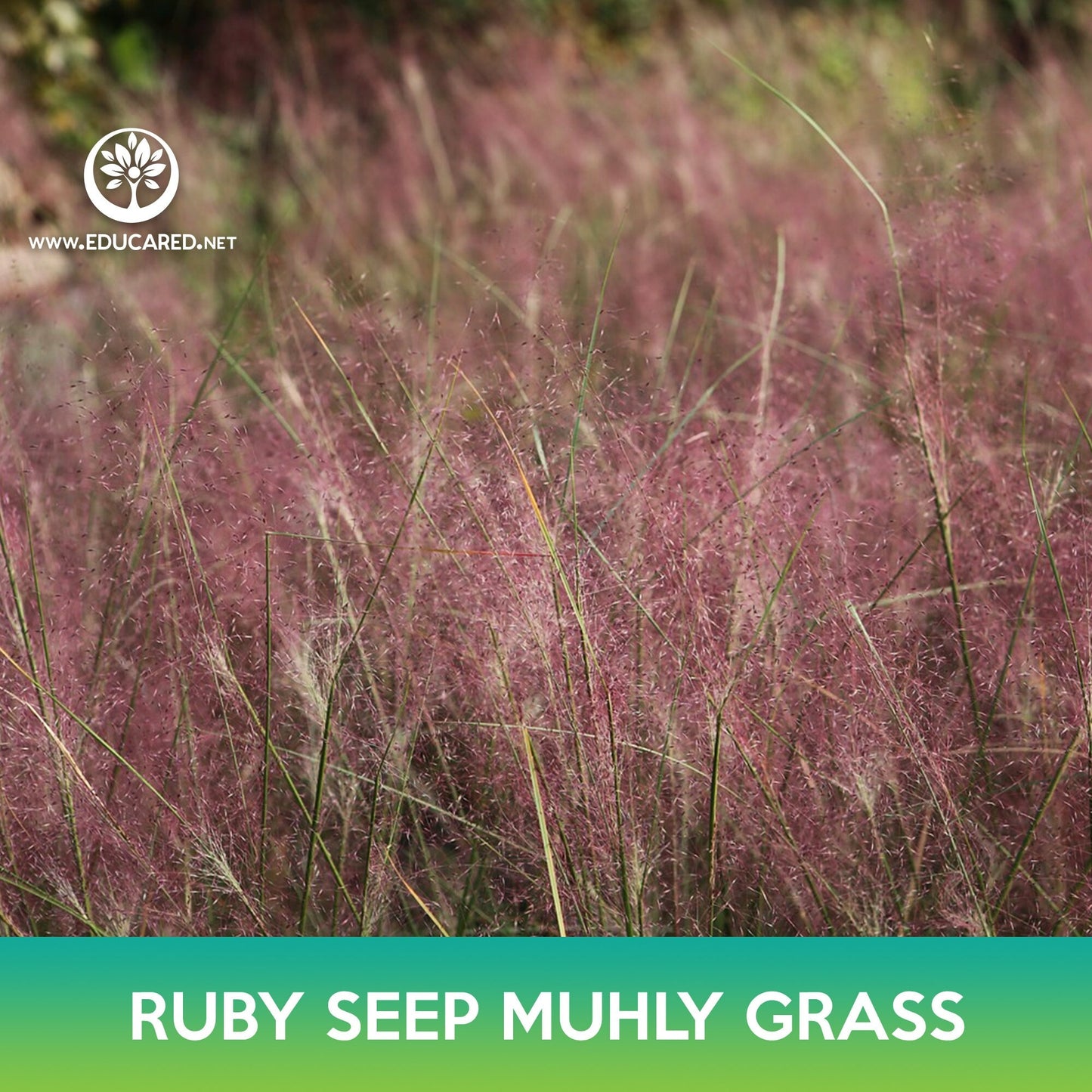 Ruby Seep Muhly Grass Seeds