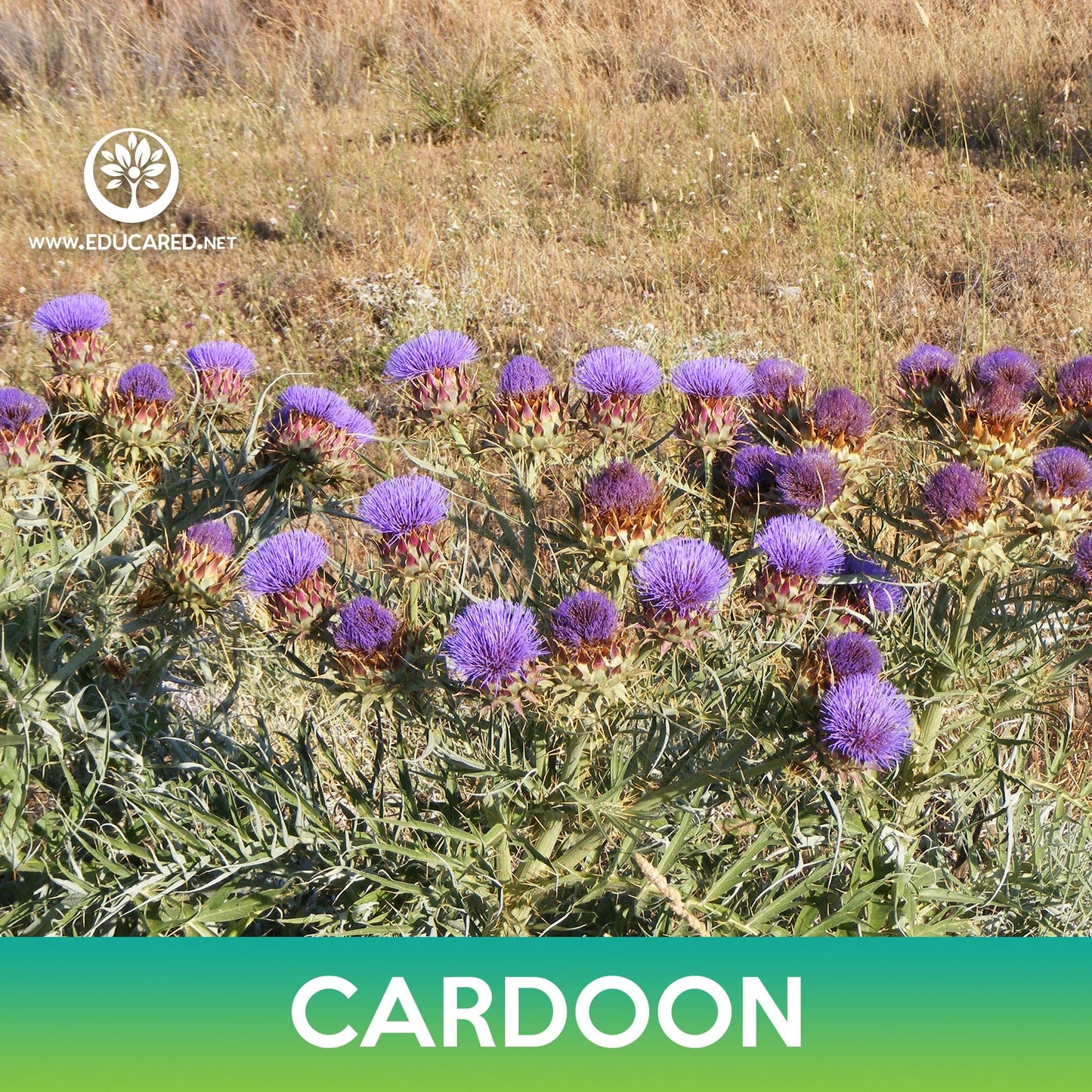 Cardoon Seeds