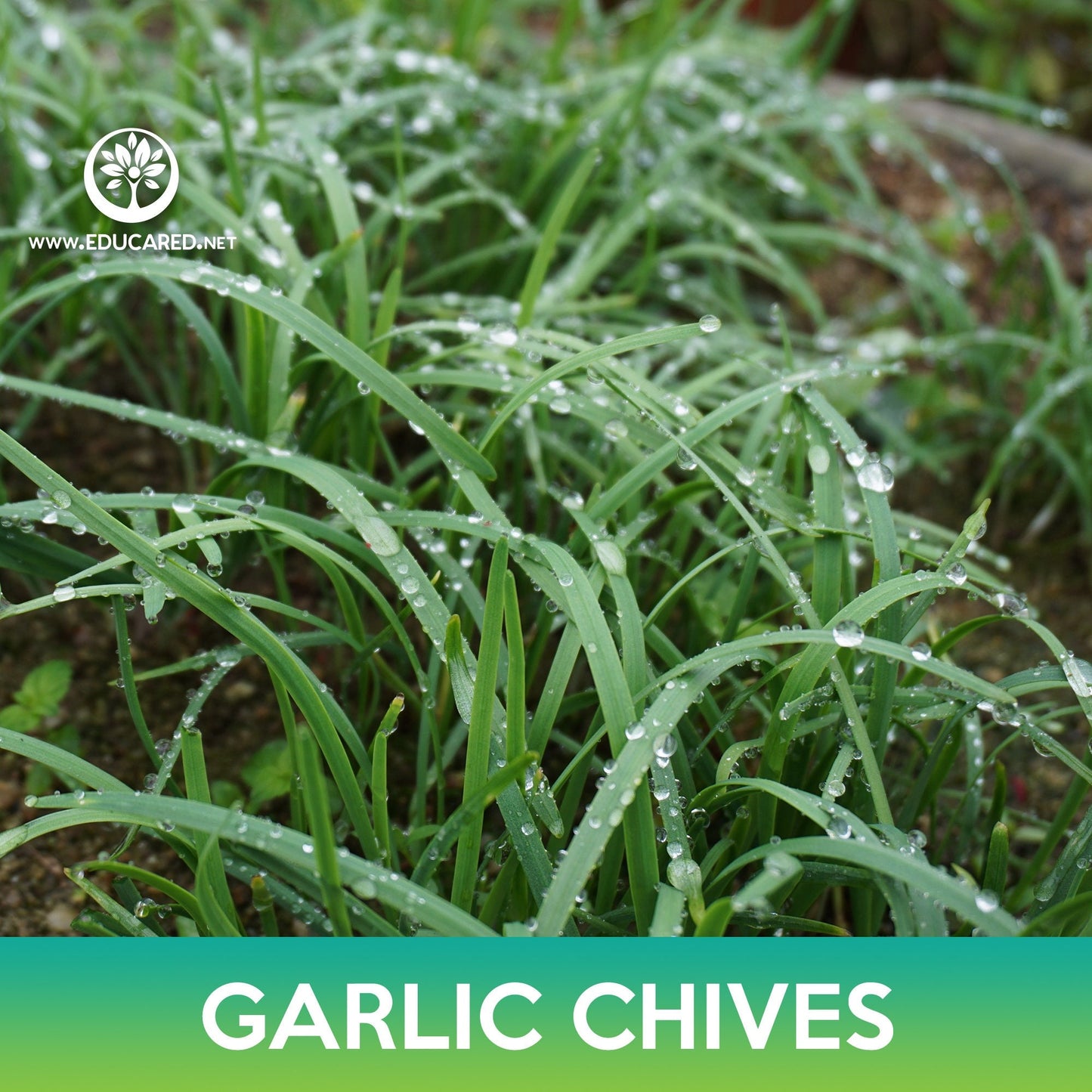 Garlic Chives Seeds, Allium tuberosum